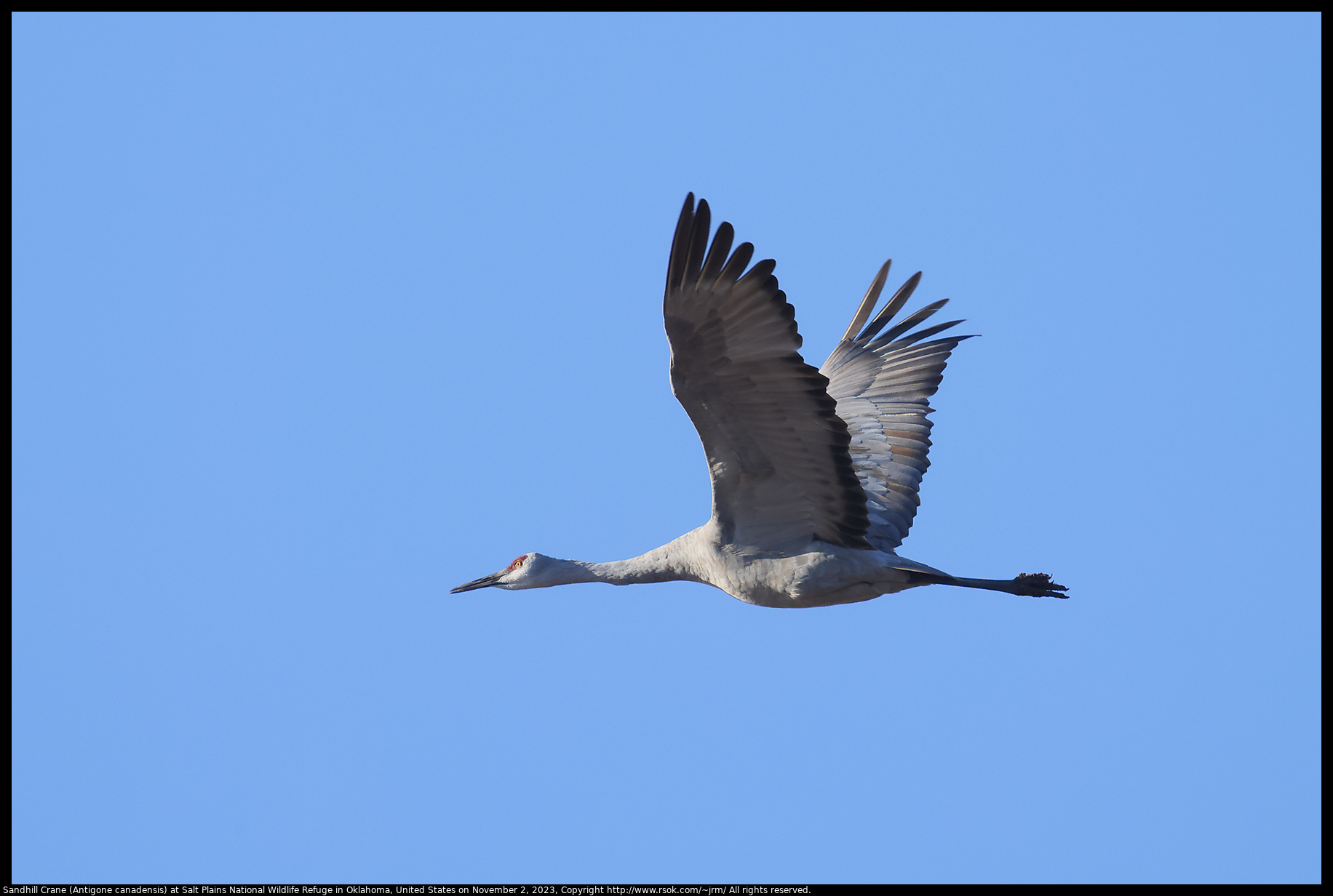 Sandhill Crane (Antigone canadensis) at Salt Plains National Wildlife Refuge in Oklahoma, United States on November 2, 2023