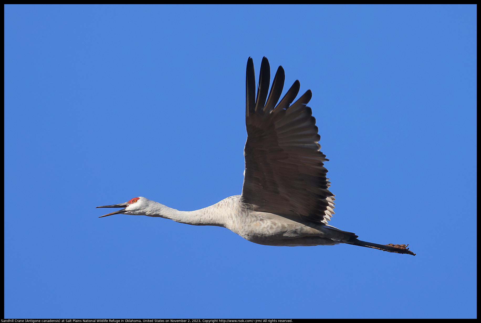 Sandhill Crane (Antigone canadensis) at Salt Plains National Wildlife Refuge in Oklahoma, United States on November 2, 2023