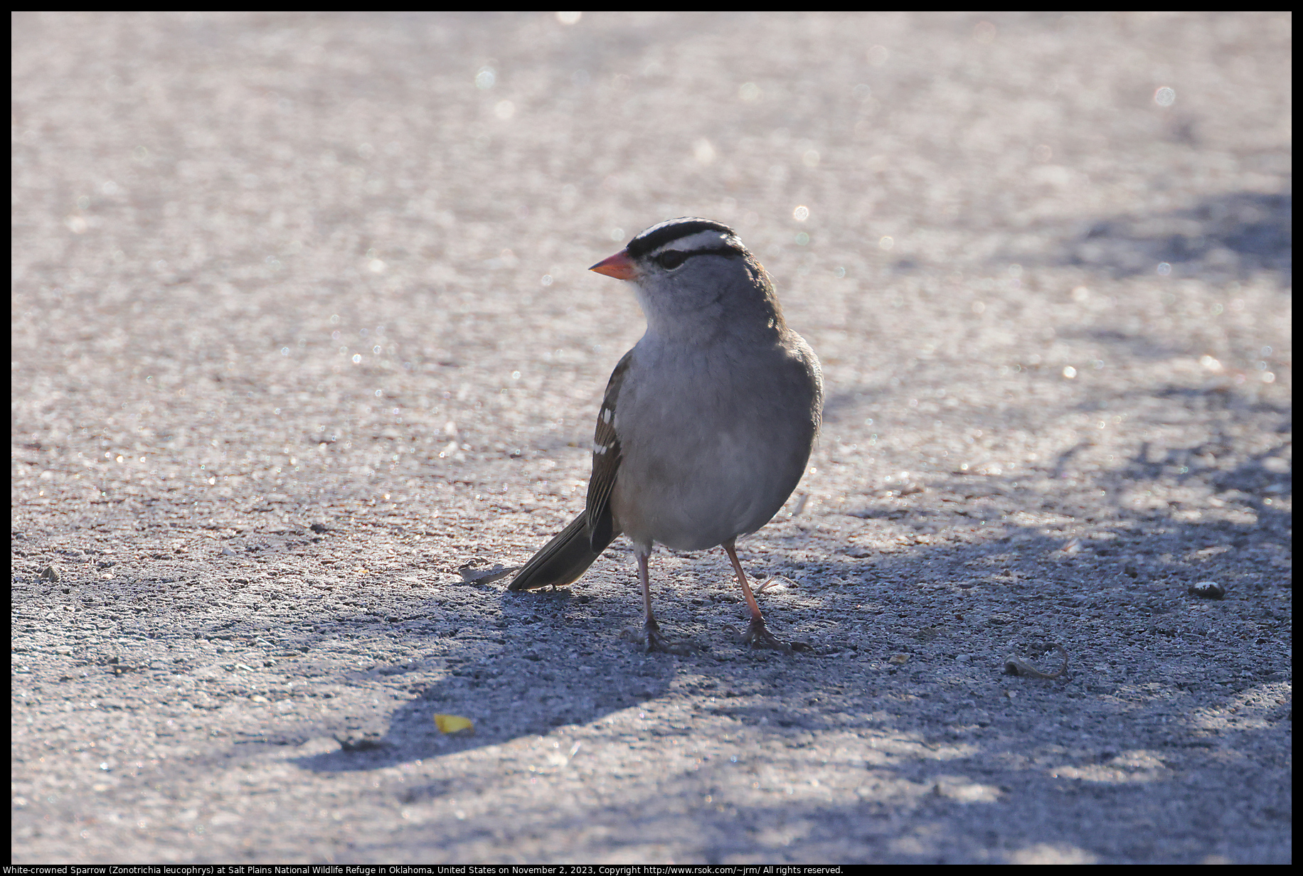 White-crowned Sparrow (Zonotrichia leucophrys) at Salt Plains National Wildlife Refuge in  Oklahoma, United States on November 2, 2023