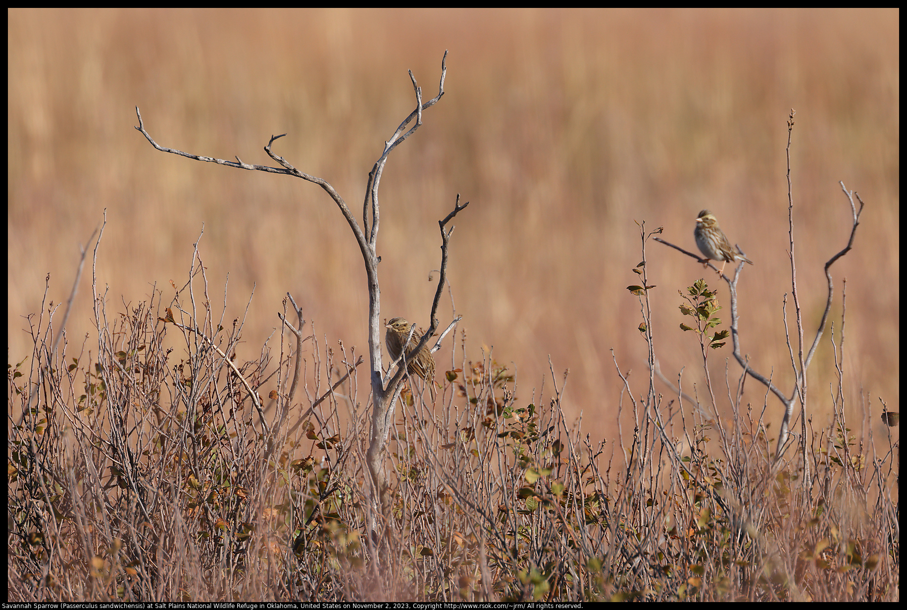 Savannah Sparrow (Passerculus sandwichensis) at Salt Plains National Wildlife Refuge in Oklahoma, United States on November 2, 2023