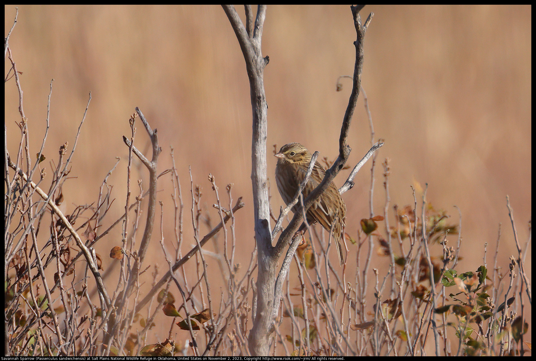 Savannah Sparrow (Passerculus sandwichensis) at Salt Plains National Wildlife Refuge in Oklahoma, United States on November 2, 2023