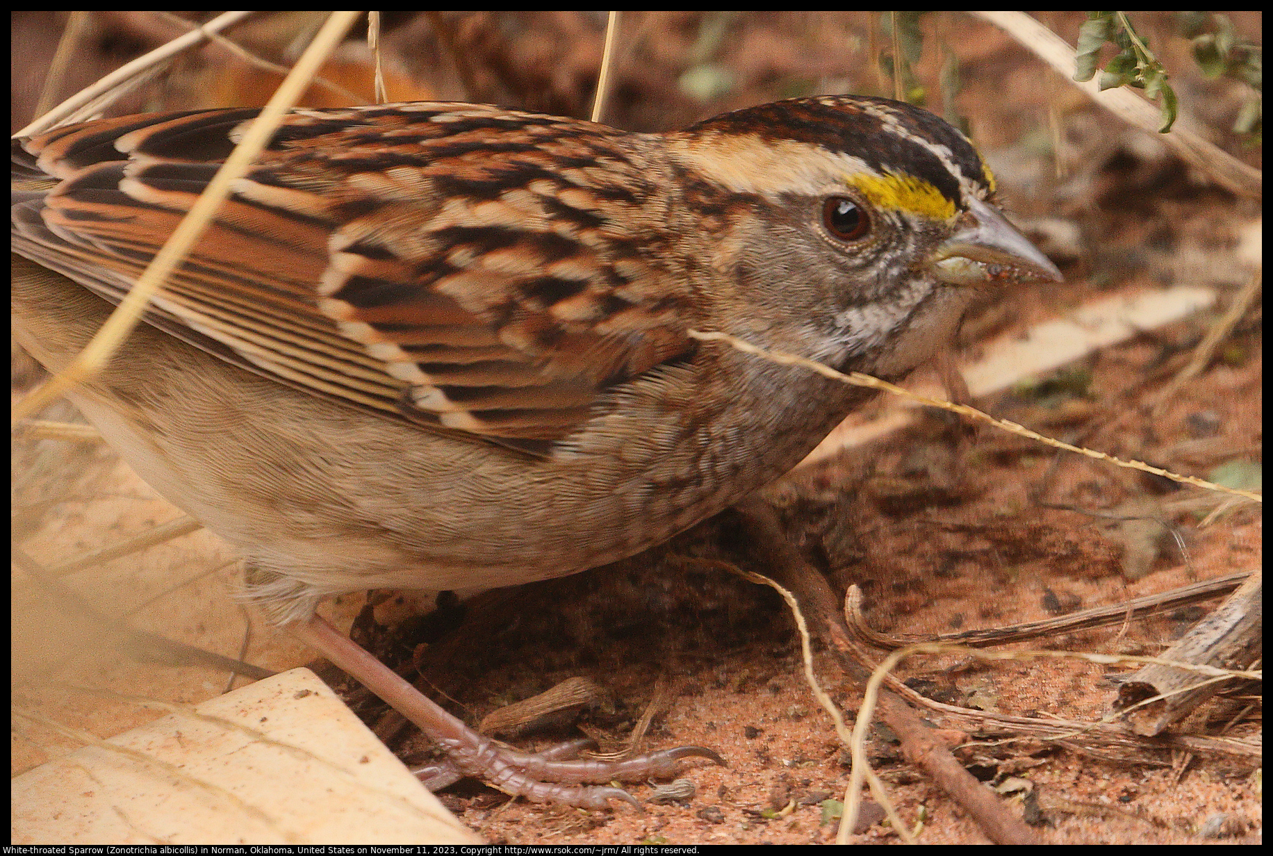 White-throated Sparrow (Zonotrichia albicollis) in Norman, Oklahoma, United States on November 11, 2023