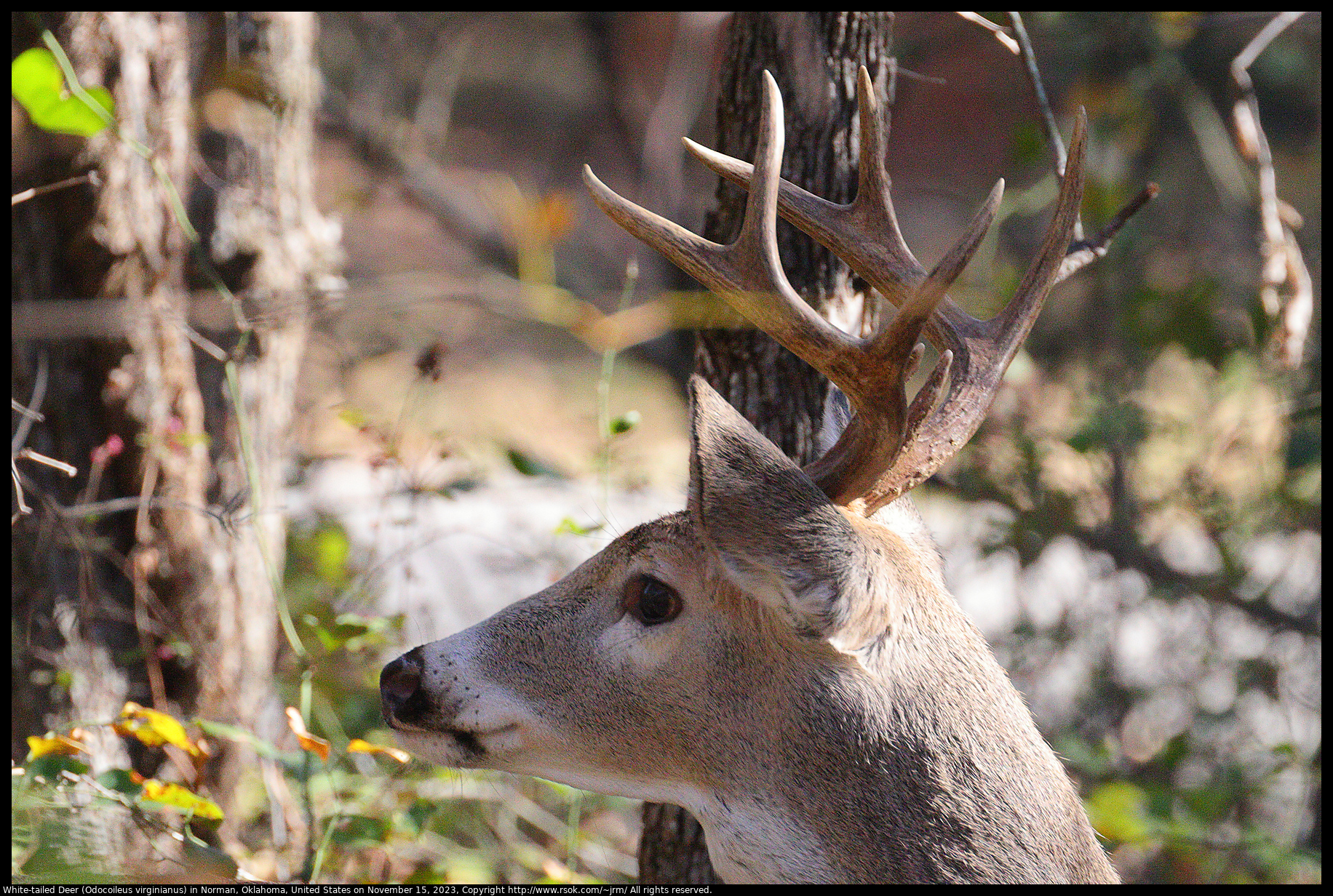 White-tailed Deer (Odocoileus virginianus) in Norman, Oklahoma, United States on November 15, 2023