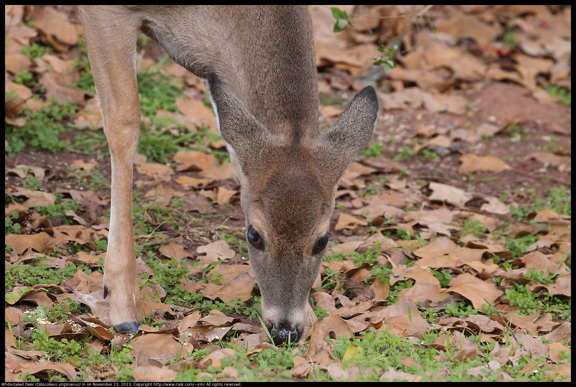 White-tailed Deer (Odocoileus virginianus) in Norman, Oklahoma, United States on November 23, 2023