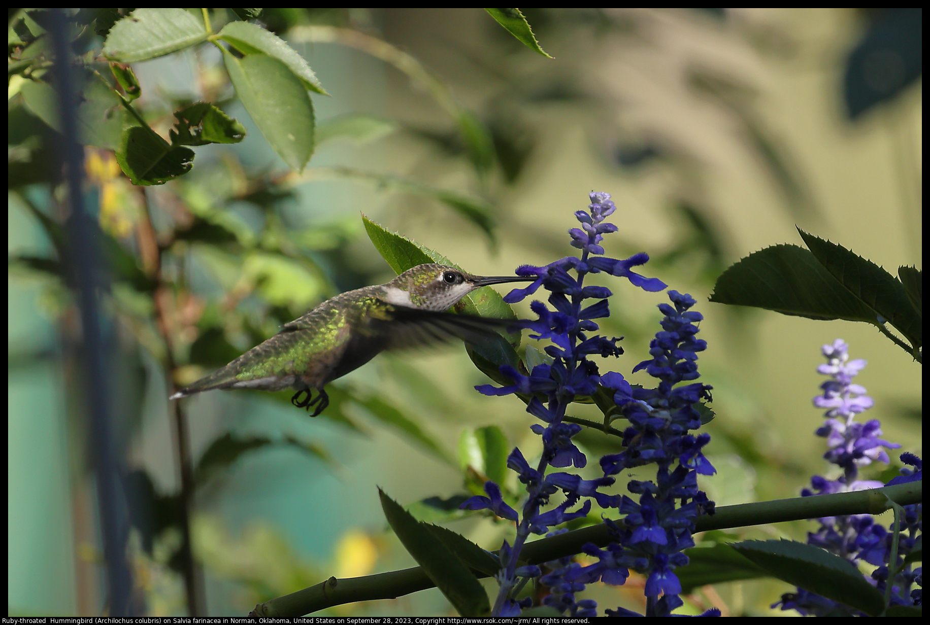 Ruby-throated  Hummingbird (Archilochus colubris) on Salvia farinacea in Norman, Oklahoma, United States, September 28, 2023