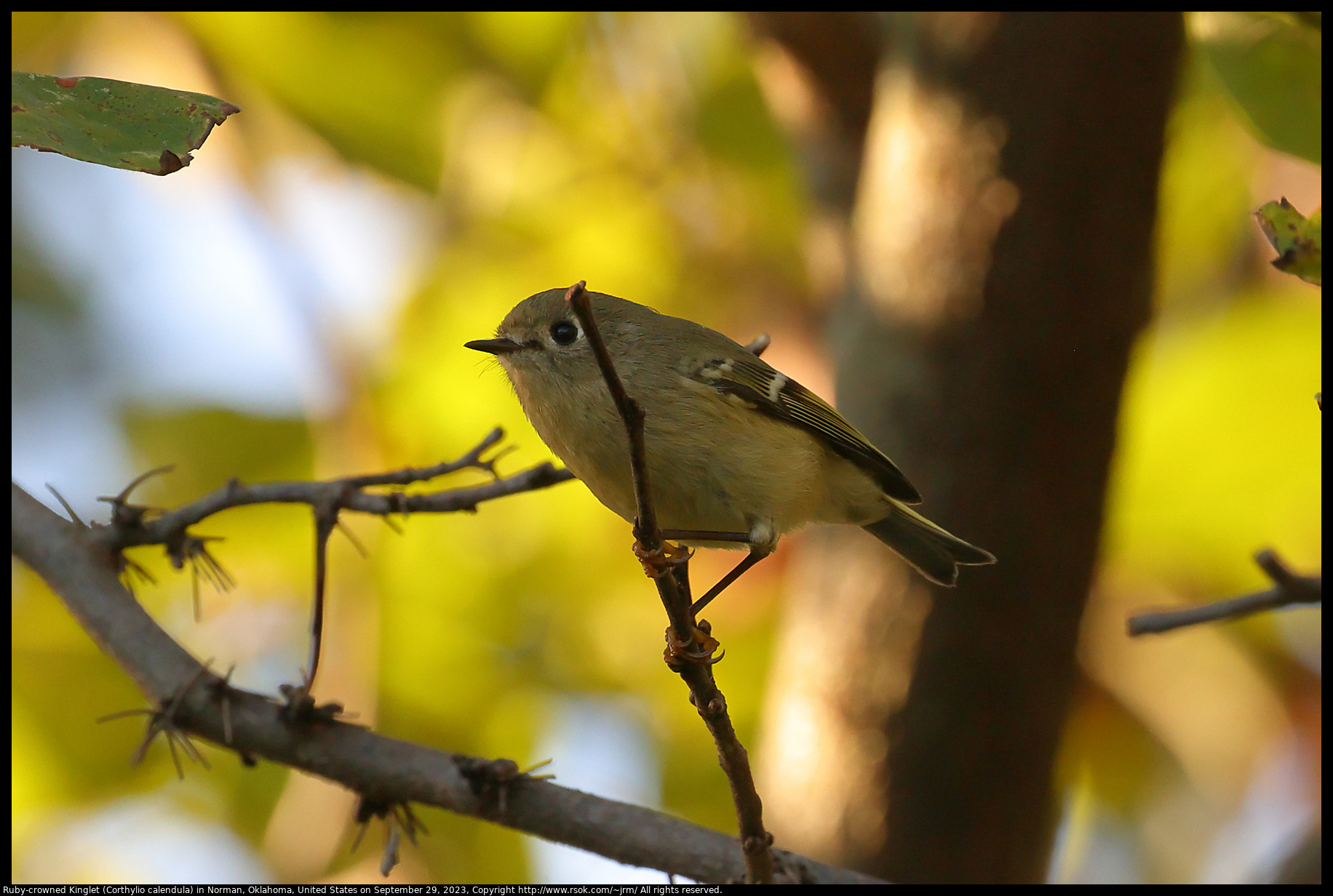 Ruby-crowned Kinglet (Corthylio calendula) in Norman, Oklahoma, United States, September 29, 2023