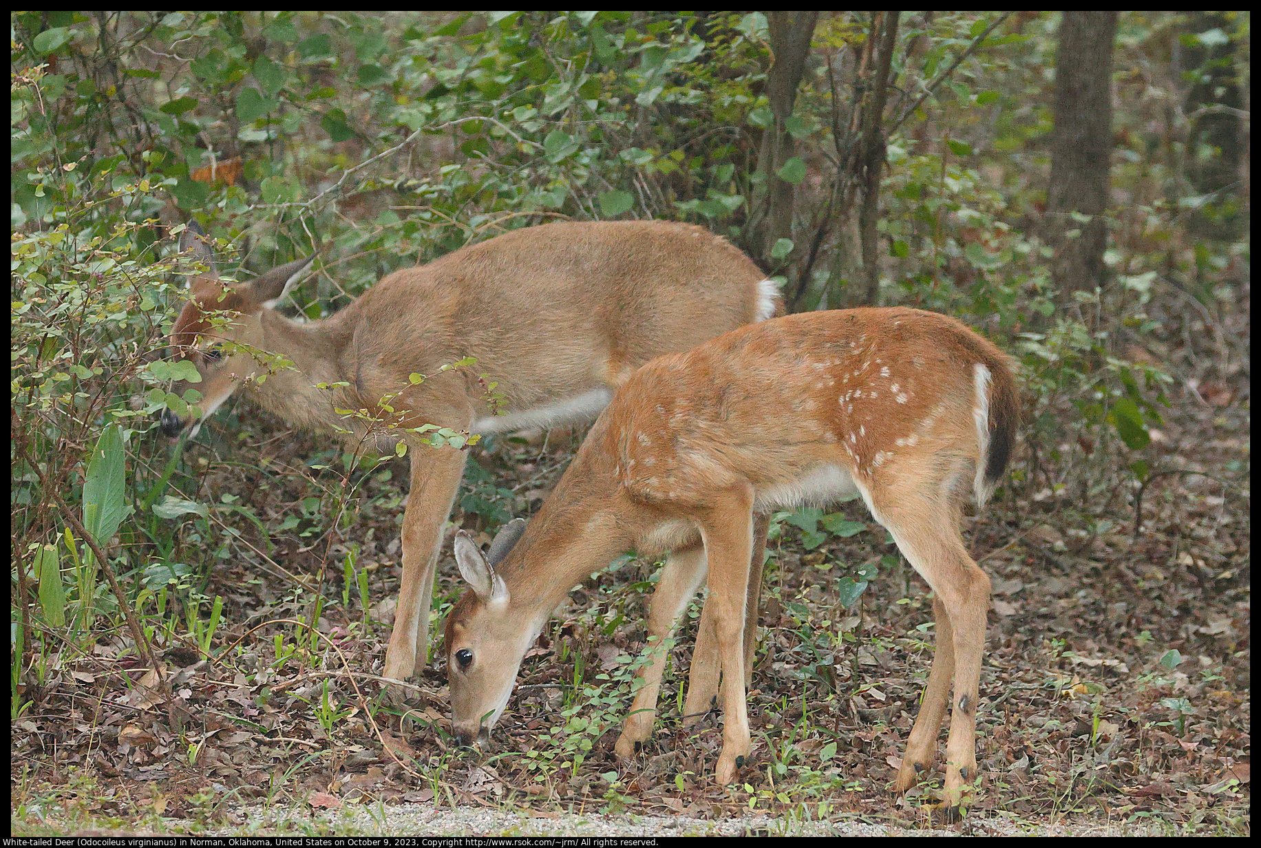 White-tailed Deer (Odocoileus virginianus) in Norman, Oklahoma, United States on October 9, 2023