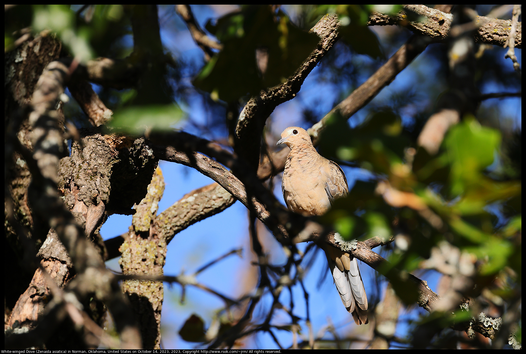 White-winged Dove (Zenaida asiatica) in Norman, Oklahoma, United States on October 14, 2023