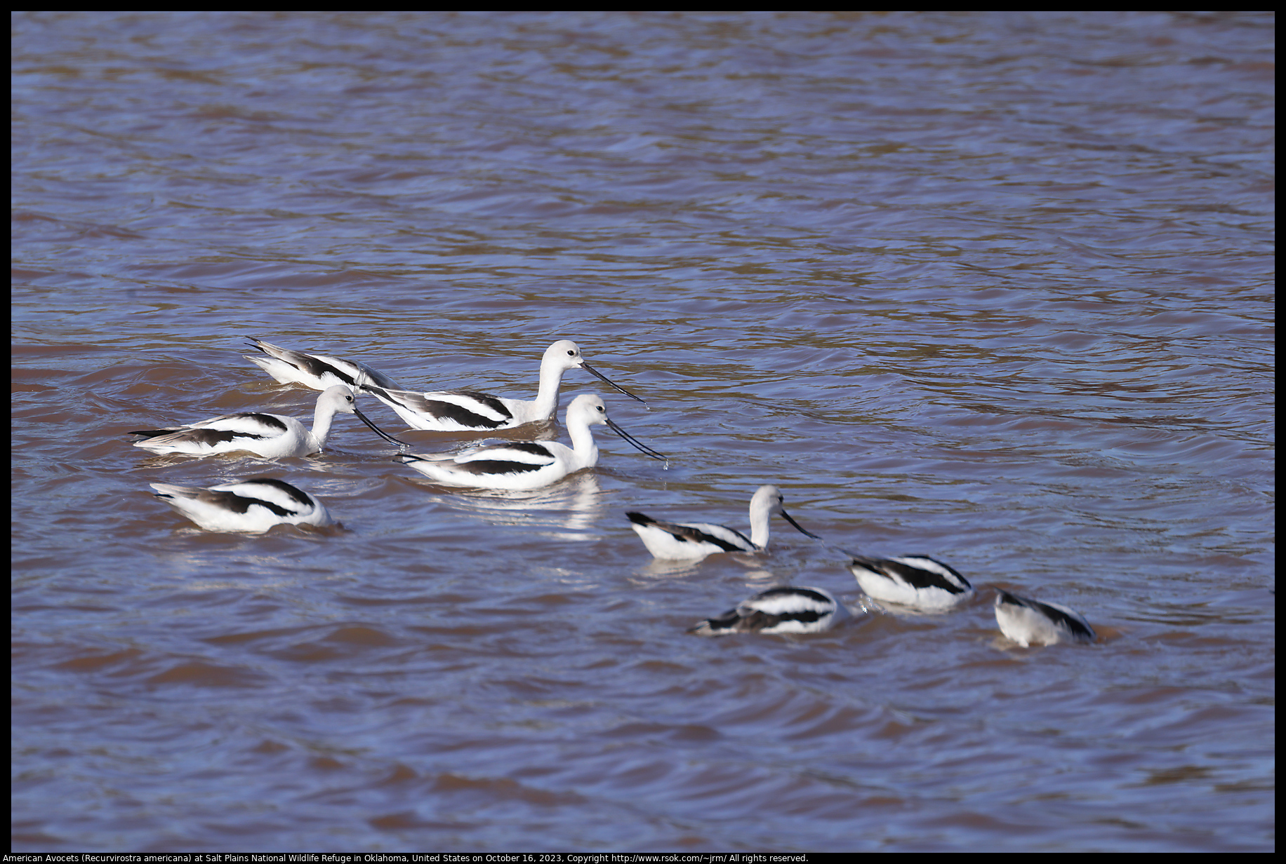 American Avocets (Recurvirostra americana) at Salt Plains National Wildlife Refuge in Oklahoma, United States on October 16, 2023