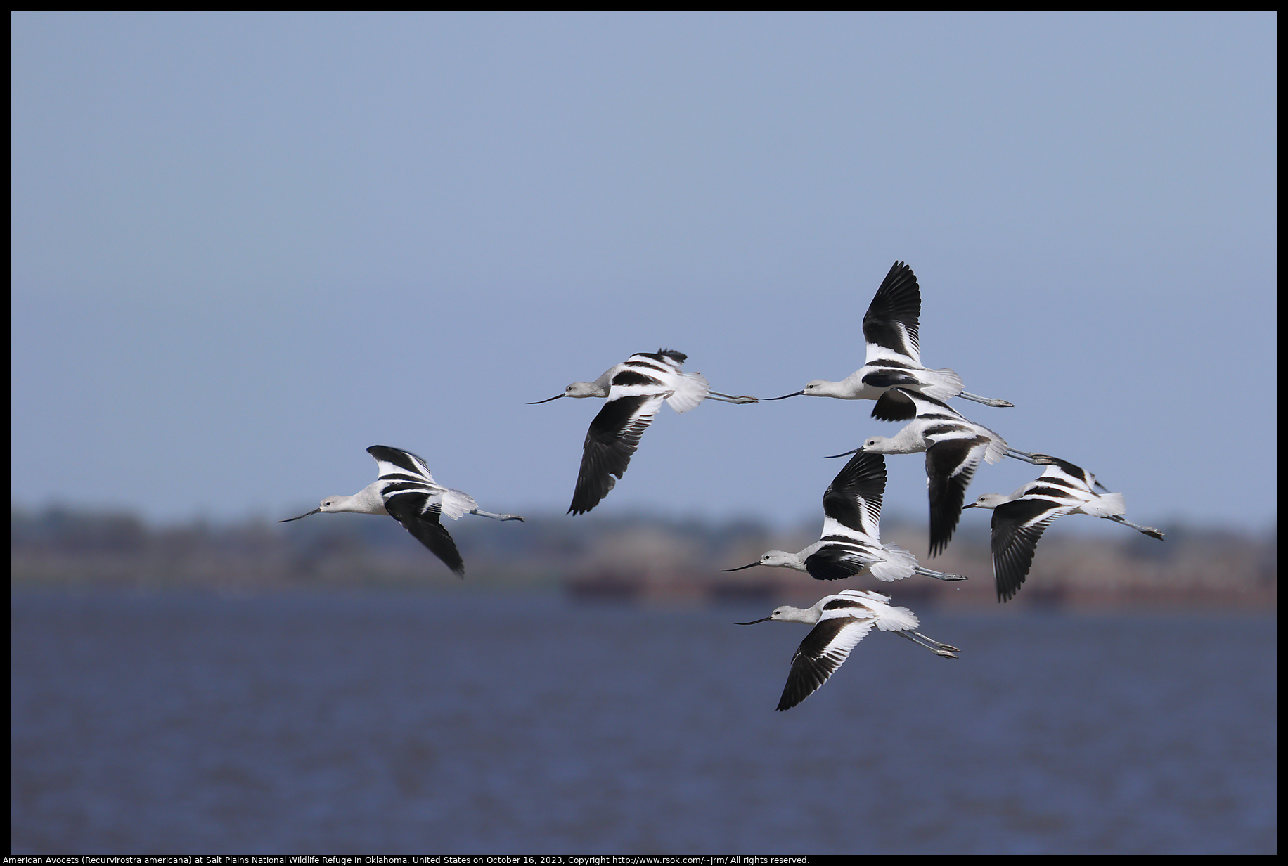 American Avocets (Recurvirostra americana) at Salt Plains National Wildlife Refuge in Oklahoma, United States on October 16, 2023