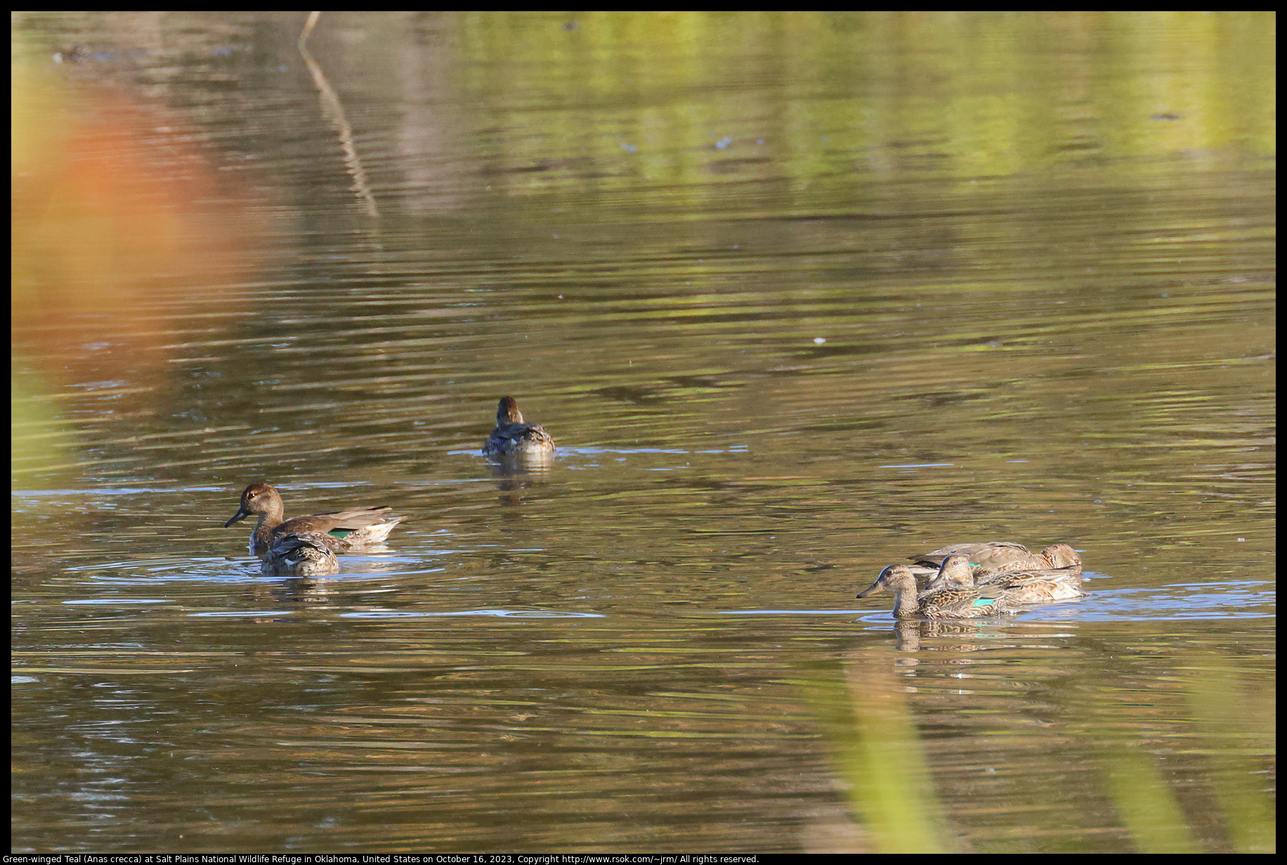 Green-winged Teal (Anas crecca) at Salt Plains National Wildlife Refuge in Oklahoma, United States on October 16, 2023