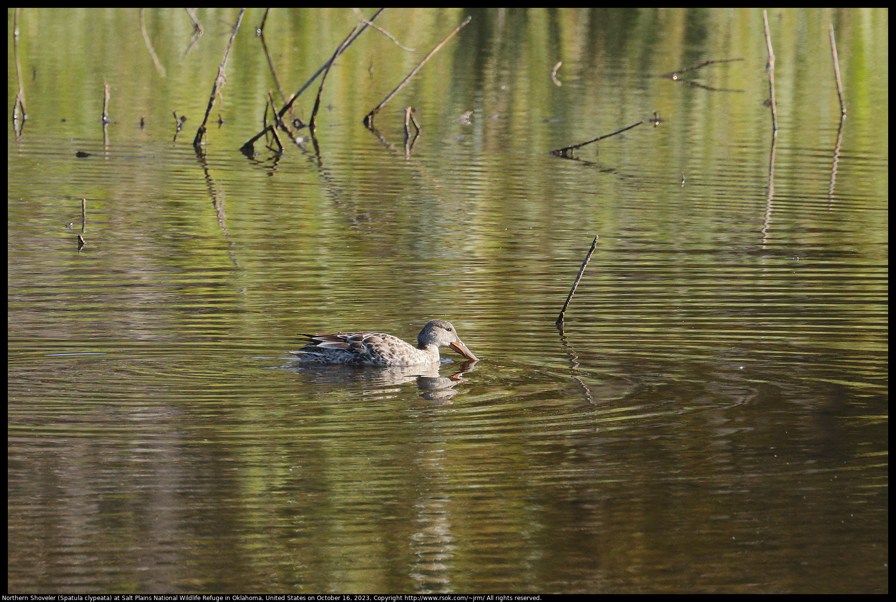 Northern Shoveler (Spatula clypeata) at Salt Plains National Wildlife Refuge in Oklahoma, United States on October 16, 2023