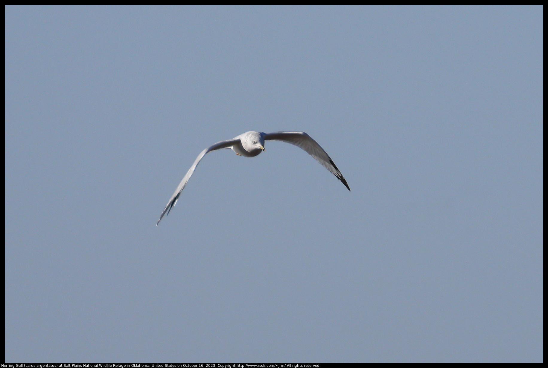 Herring Gull (Larus argentatus) at Salt Plains National Wildlife Refuge in Oklahoma, United States on October 16, 2023