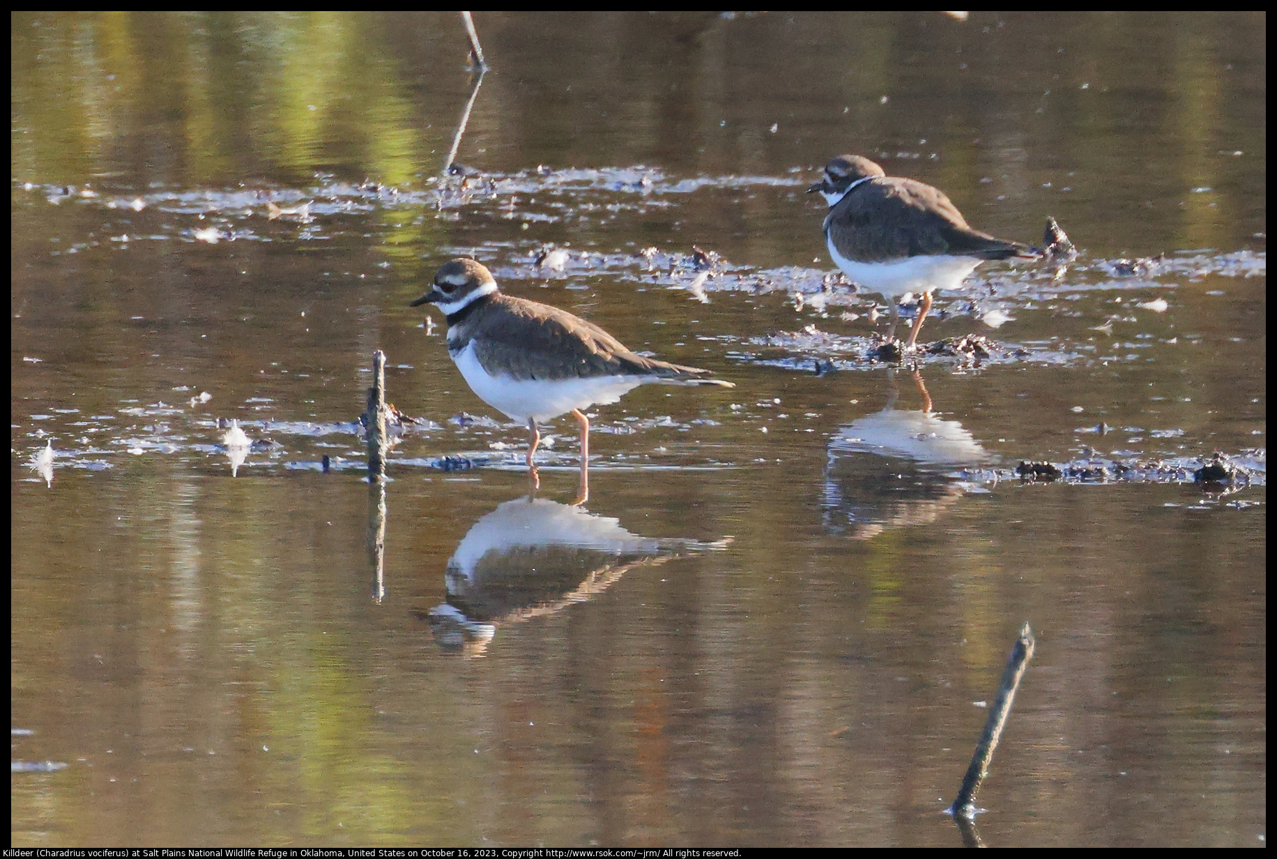 Killdeer (Charadrius vociferus) at Salt Plains National Wildlife Refuge in Oklahoma, United States on October 16, 2023