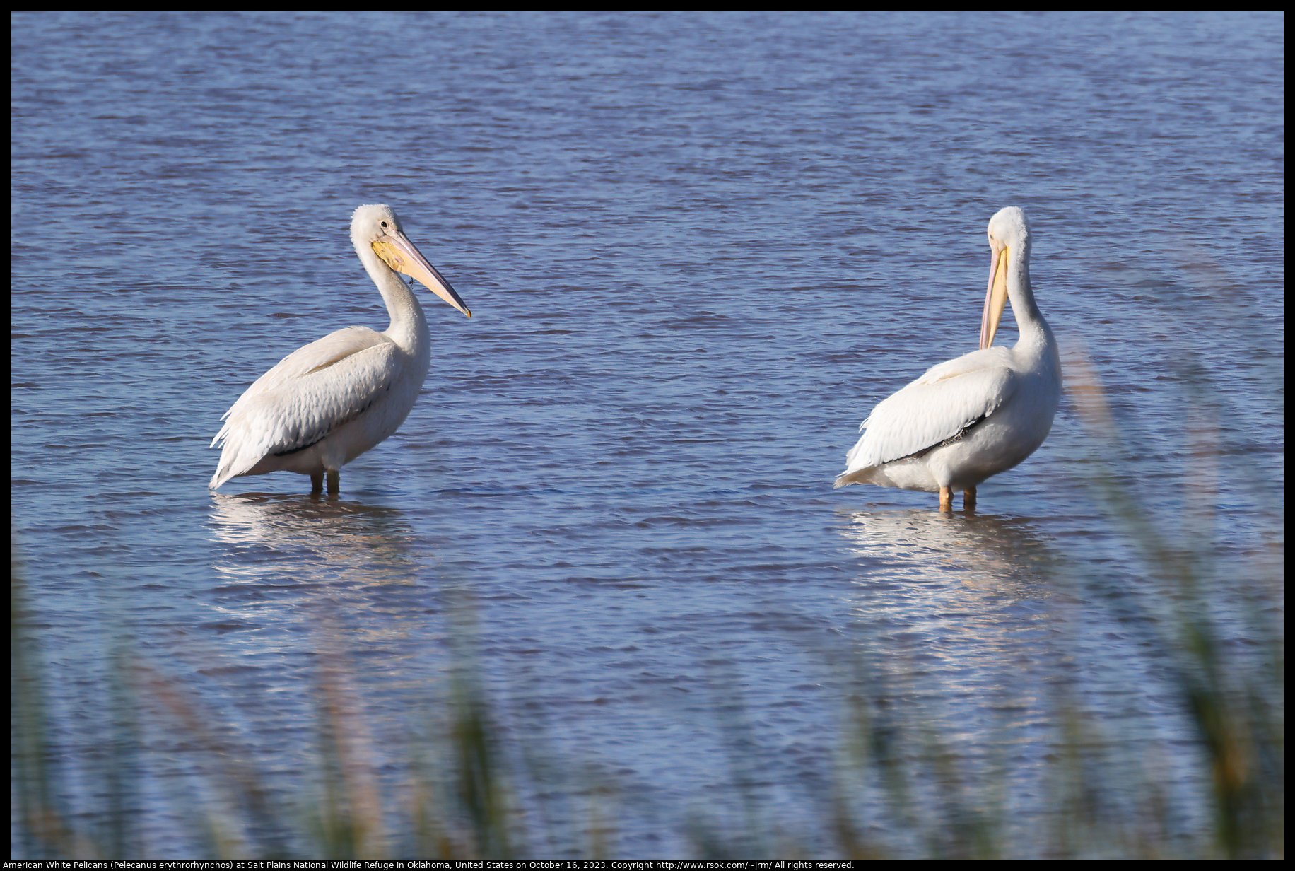 American White Pelicans (Pelecanus erythrorhynchos) at Salt Plains National Wildlife Refuge in Oklahoma, United States on October 16, 2023