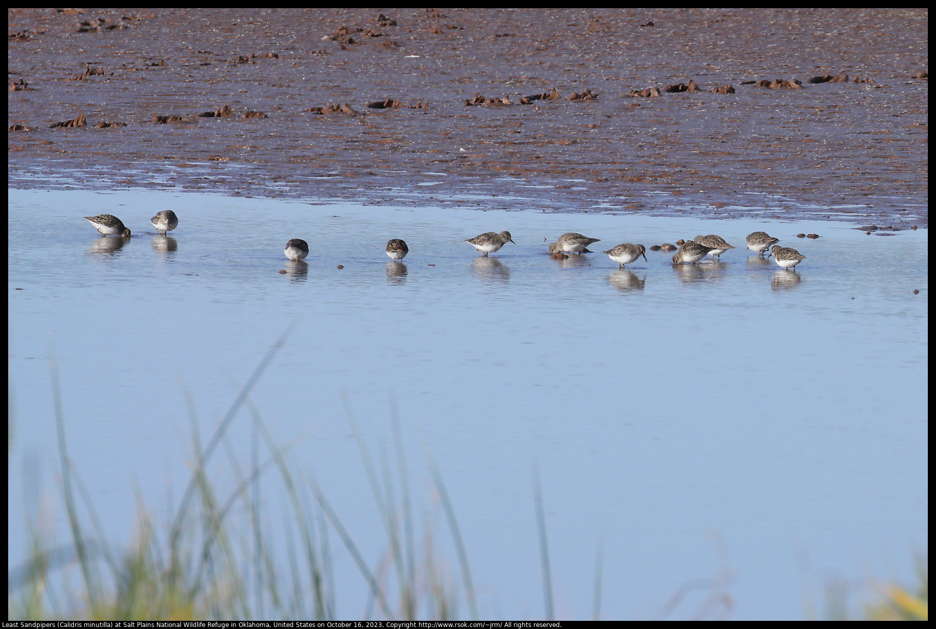 Least Sandpipers (Calidris minutilla) at Salt Plains National Wildlife Refuge in Oklahoma, United States on October 16, 2023