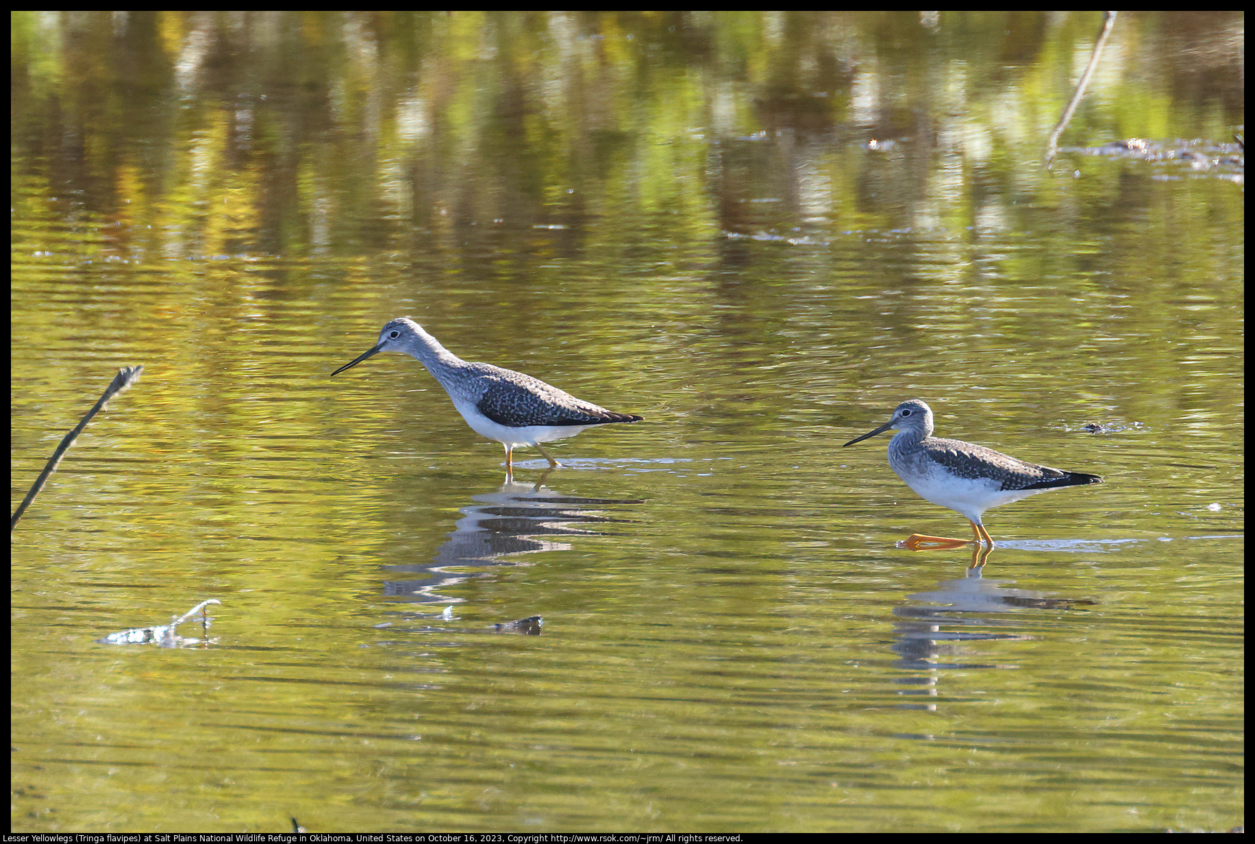 Lesser Yellowlegs (Tringa flavipes) at Salt Plains National Wildlife Refuge in Oklahoma, United States on October 16, 2023