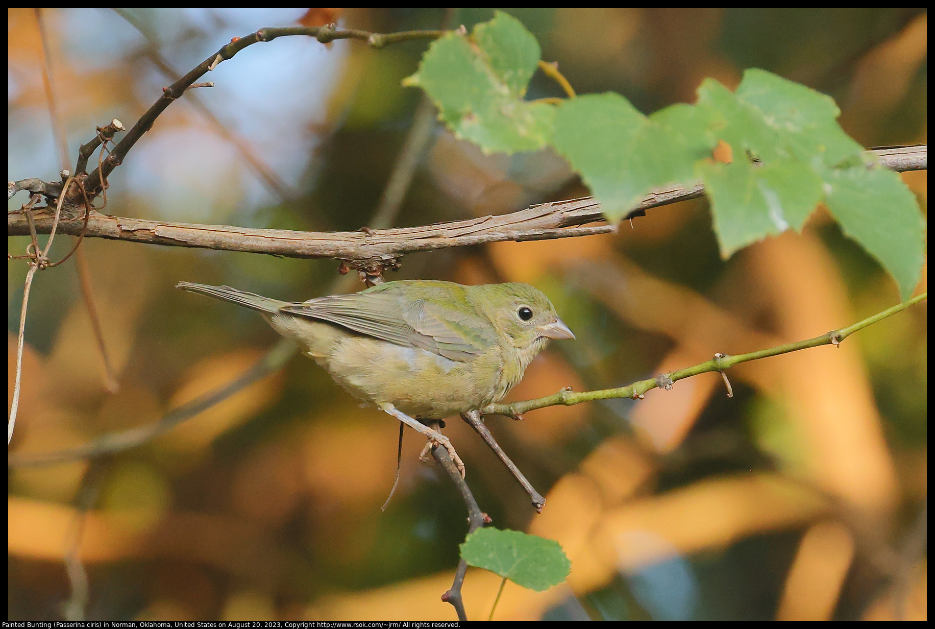 Painted Bunting (Passerina ciris) in Norman, Oklahoma, United States on August 20, 2023