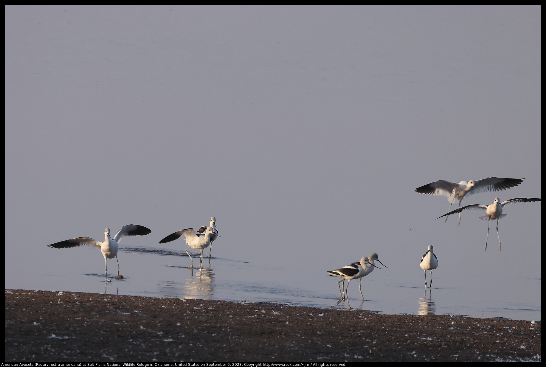 American Avocets (Recurvirostra americana) at Salt Plains National Wildlife Refuge in Oklahoma, United States on September 6, 2023