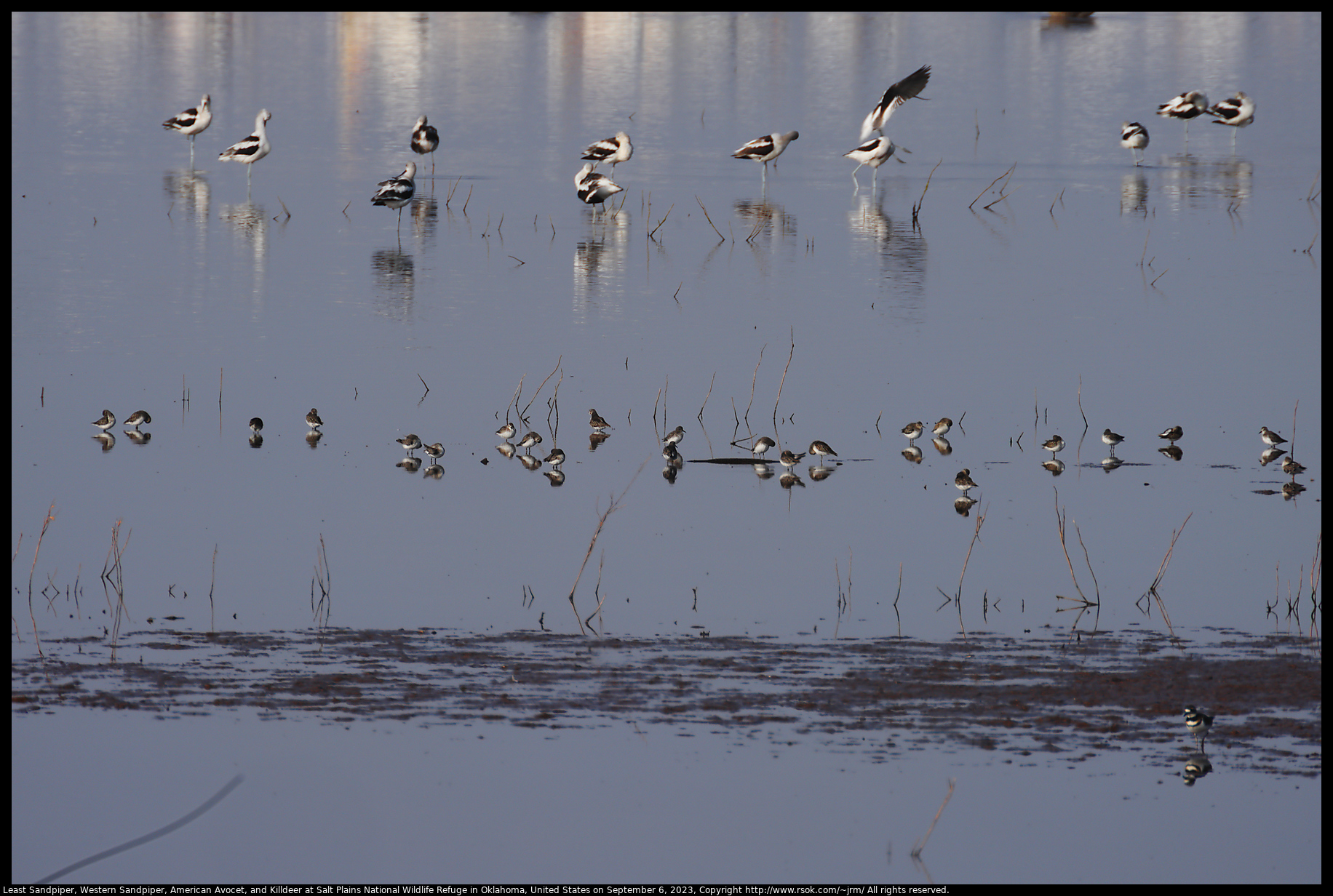 Least Sandpiper, Western Sandpiper, American Avocet, and Killdeer at Salt Plains National Wildlife Refuge in Oklahoma, United States on September 6, 2023