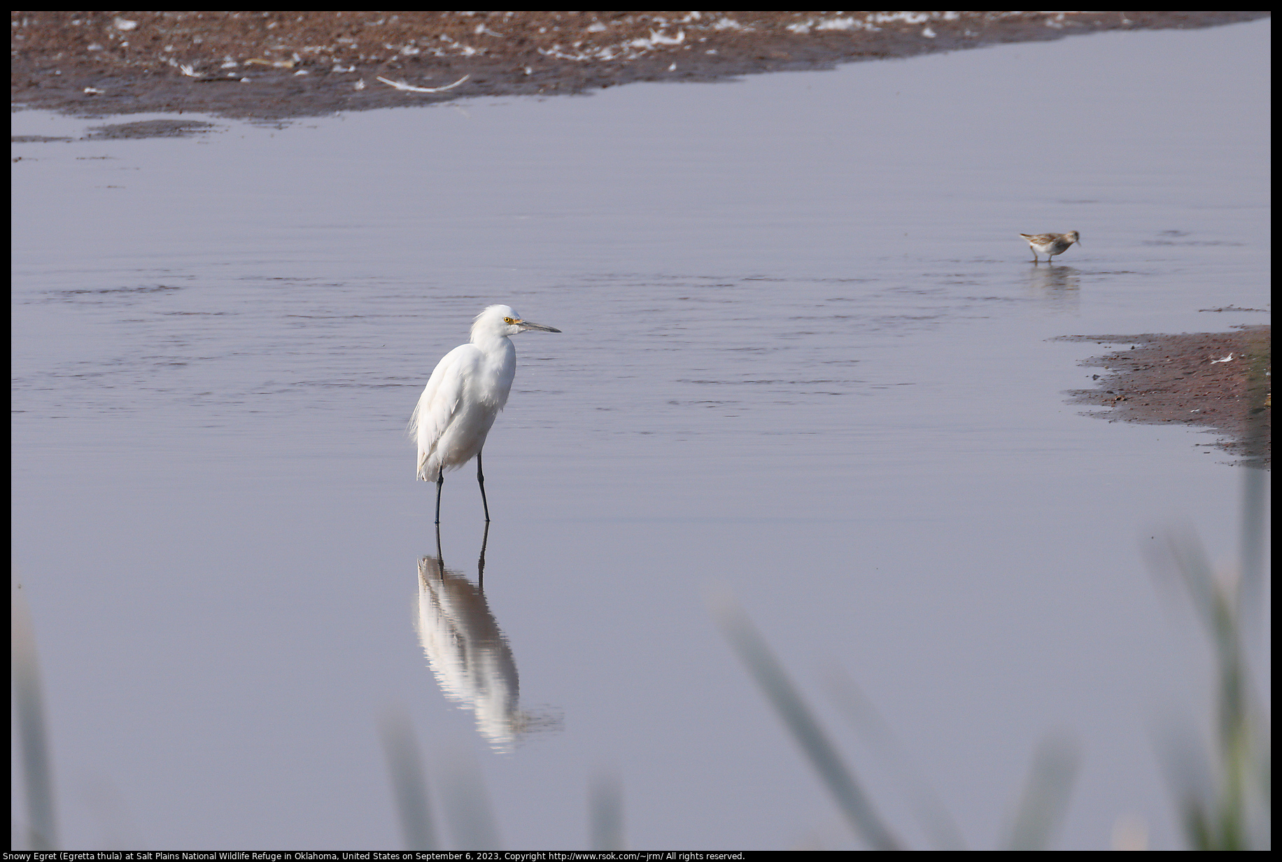 Snowy Egret (Egretta thula) at Salt Plains National Wildlife Refuge in Oklahoma, United States on September 6, 2023