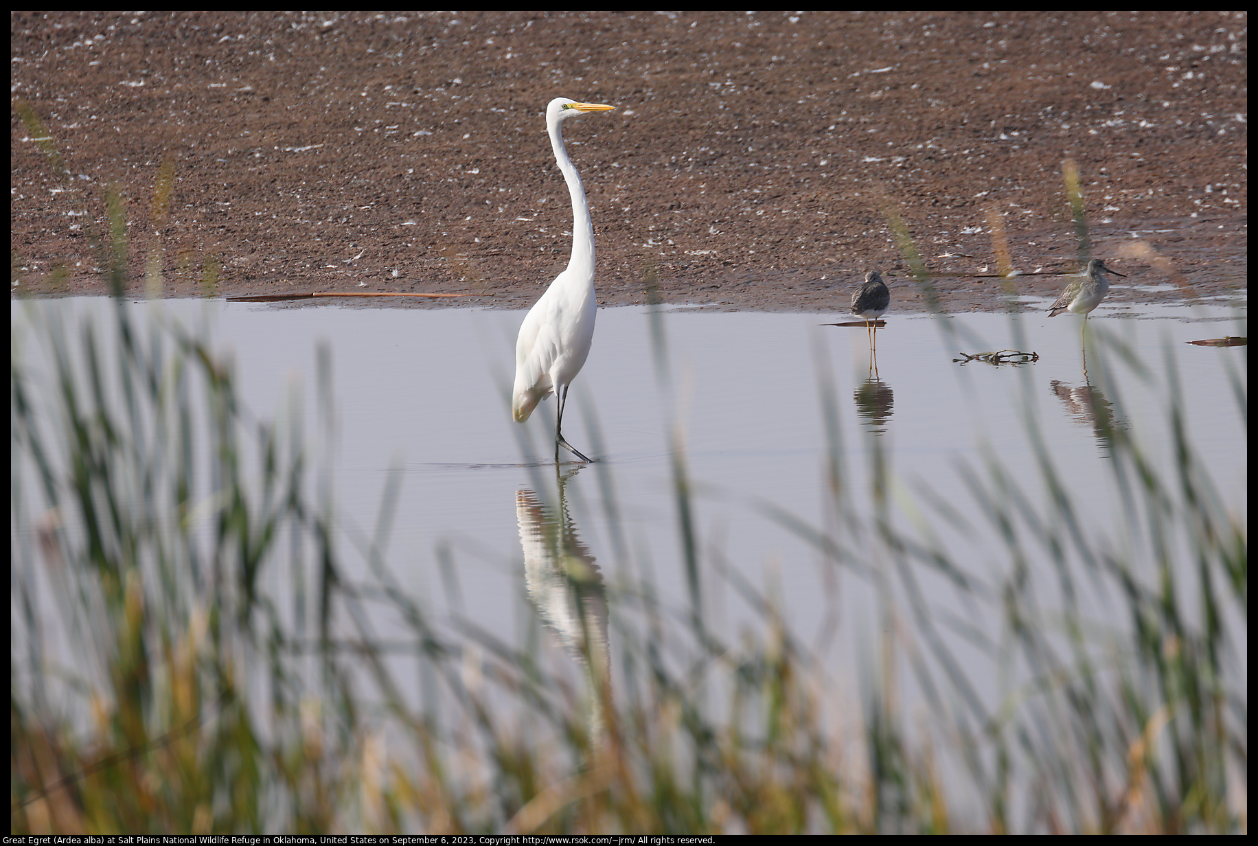 Great Egret (Ardea alba) at Salt Plains National Wildlife Refuge in Oklahoma, United States on September 6, 2023