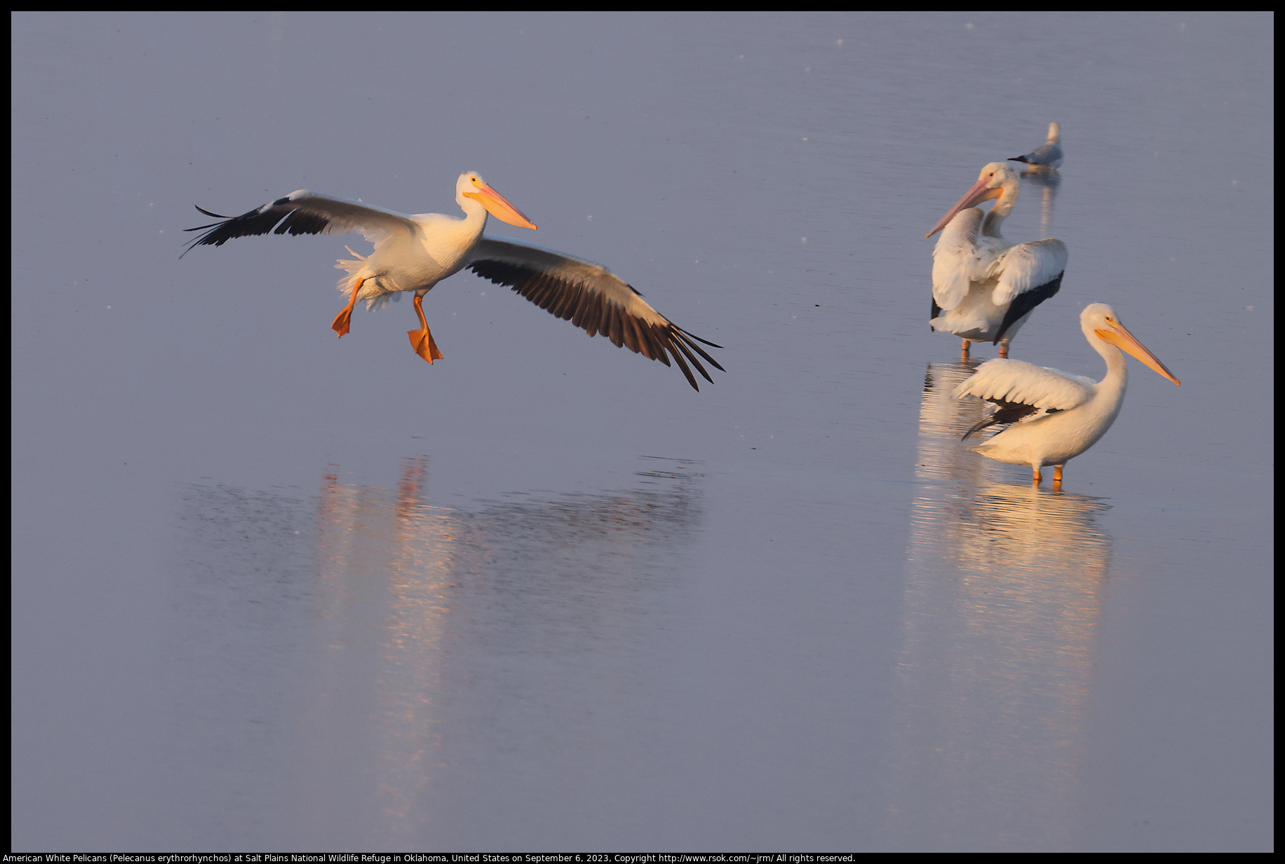 American White Pelicans (Pelecanus erythrorhynchos) at Salt Plains National Wildlife Refuge in Oklahoma, United States on September 6, 2023