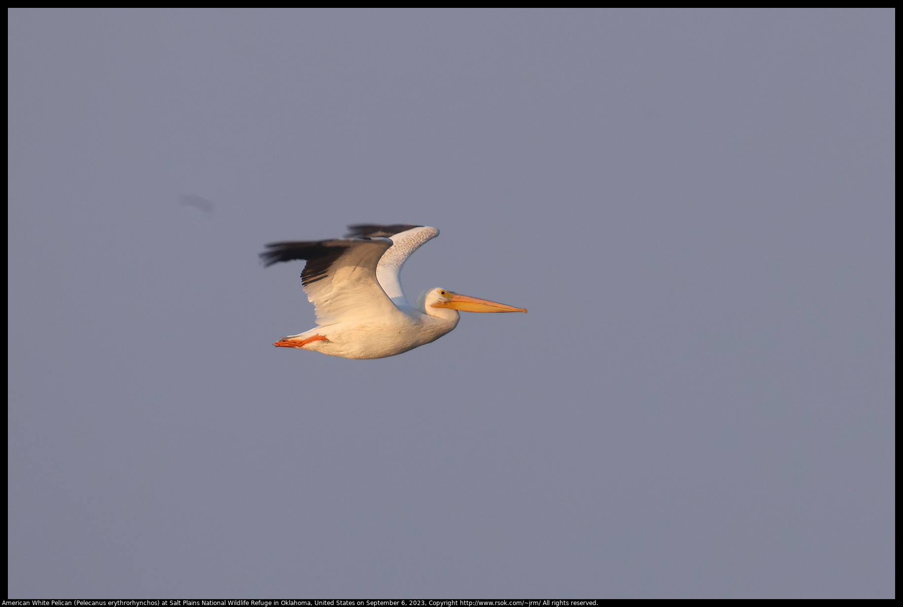 American White Pelican (Pelecanus erythrorhynchos) at Salt Plains National Wildlife Refuge in Oklahoma, United States on September 6, 2023