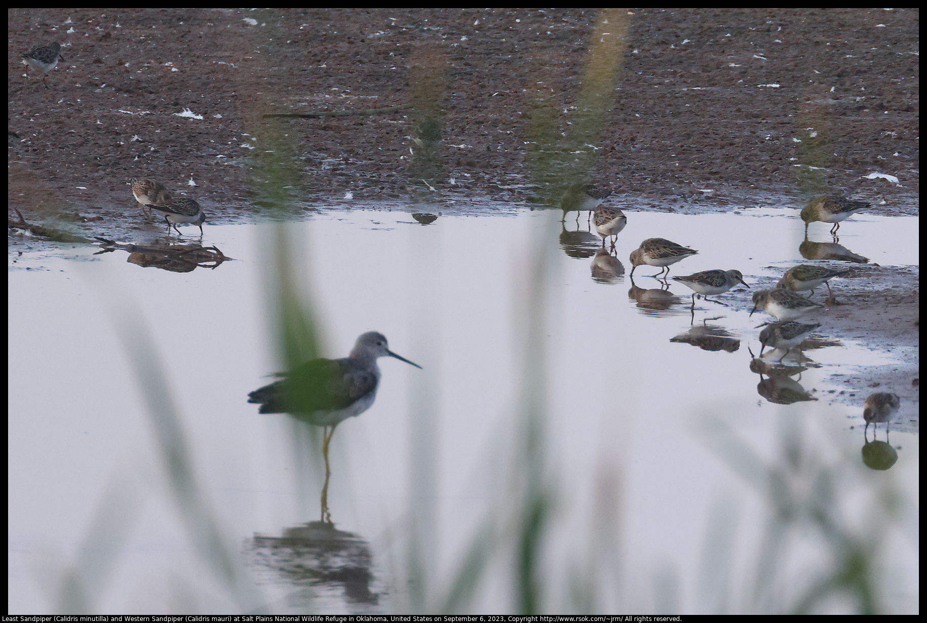 Least Sandpiper (Calidris minutilla) and Western Sandpiper (Calidris mauri) at Salt Plains National Wildlife Refuge in Oklahoma, United States on September 6, 2023