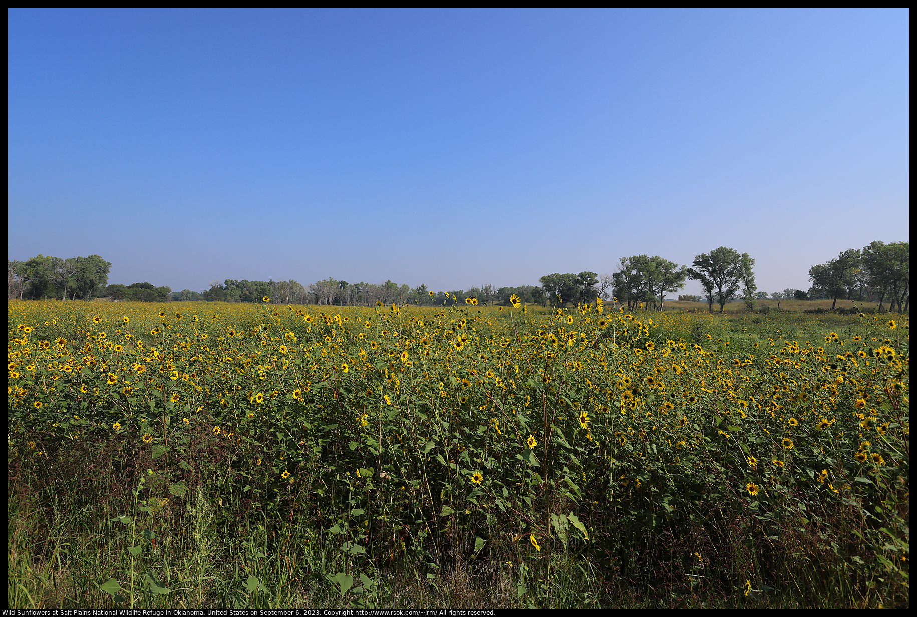 Wild Sunflowers at Salt Plains National Wildlife Refuge in Oklahoma, United States on September 6, 2023