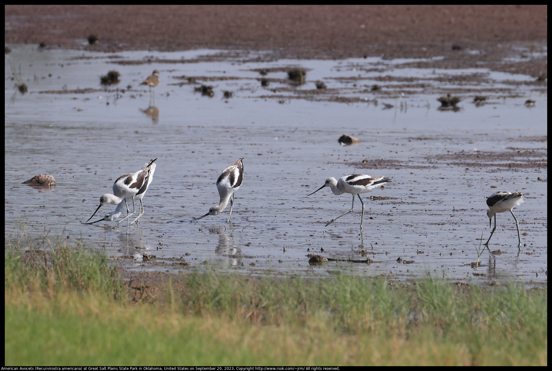 American Avocets (Recurvirostra americana) at Great Salt Plains State Park in Oklahoma, United States on September 20, 2023