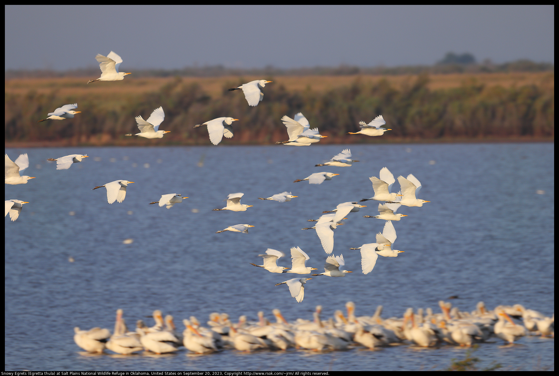 Snowy Egrets (Egretta thula) at Salt Plains National Wildlife Refuge in Oklahoma, United States on September 20, 2023