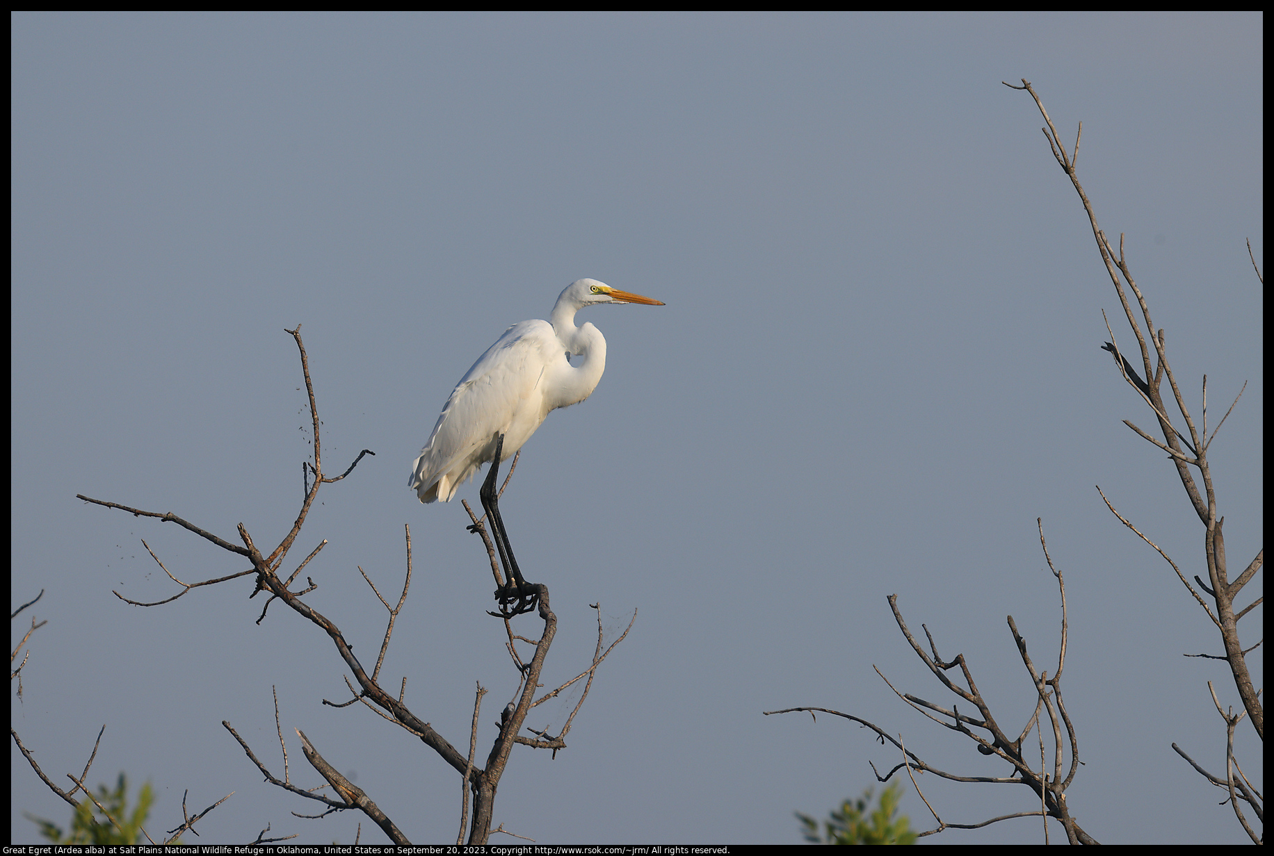 Great Egret (Ardea alba) at Salt Plains National Wildlife Refuge in Oklahoma, United States on September 20, 2023