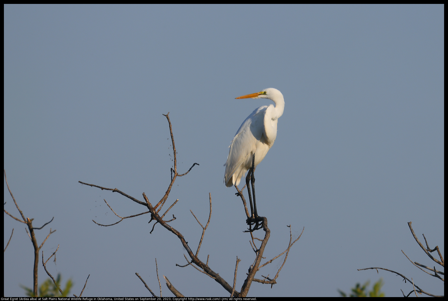 Great Egret (Ardea alba) at Salt Plains National Wildlife Refuge in Oklahoma, United States on September 20, 2023