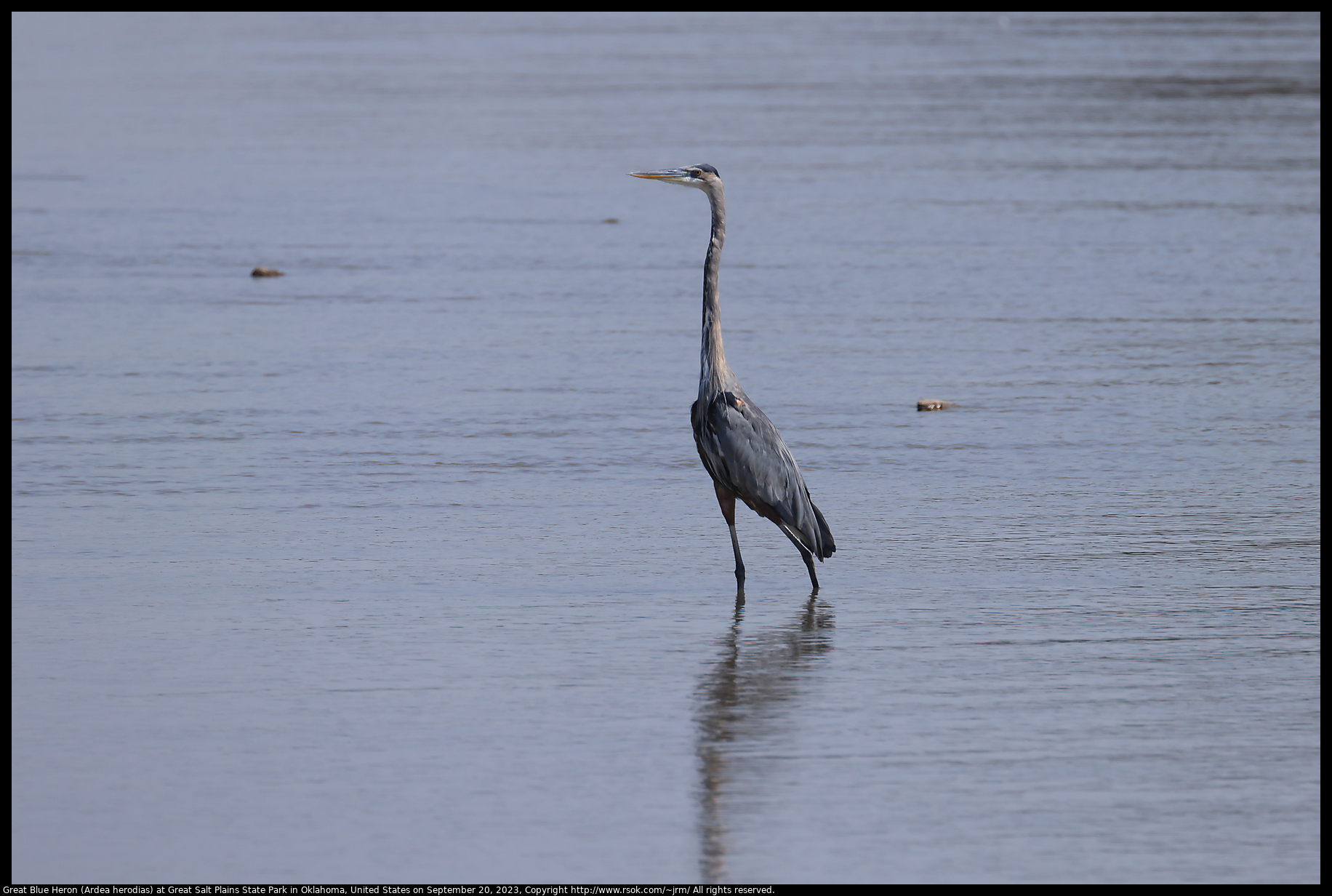 Great Blue Heron (Ardea herodias) at Great Salt Plains State Park in Oklahoma, United States on September 20, 2023