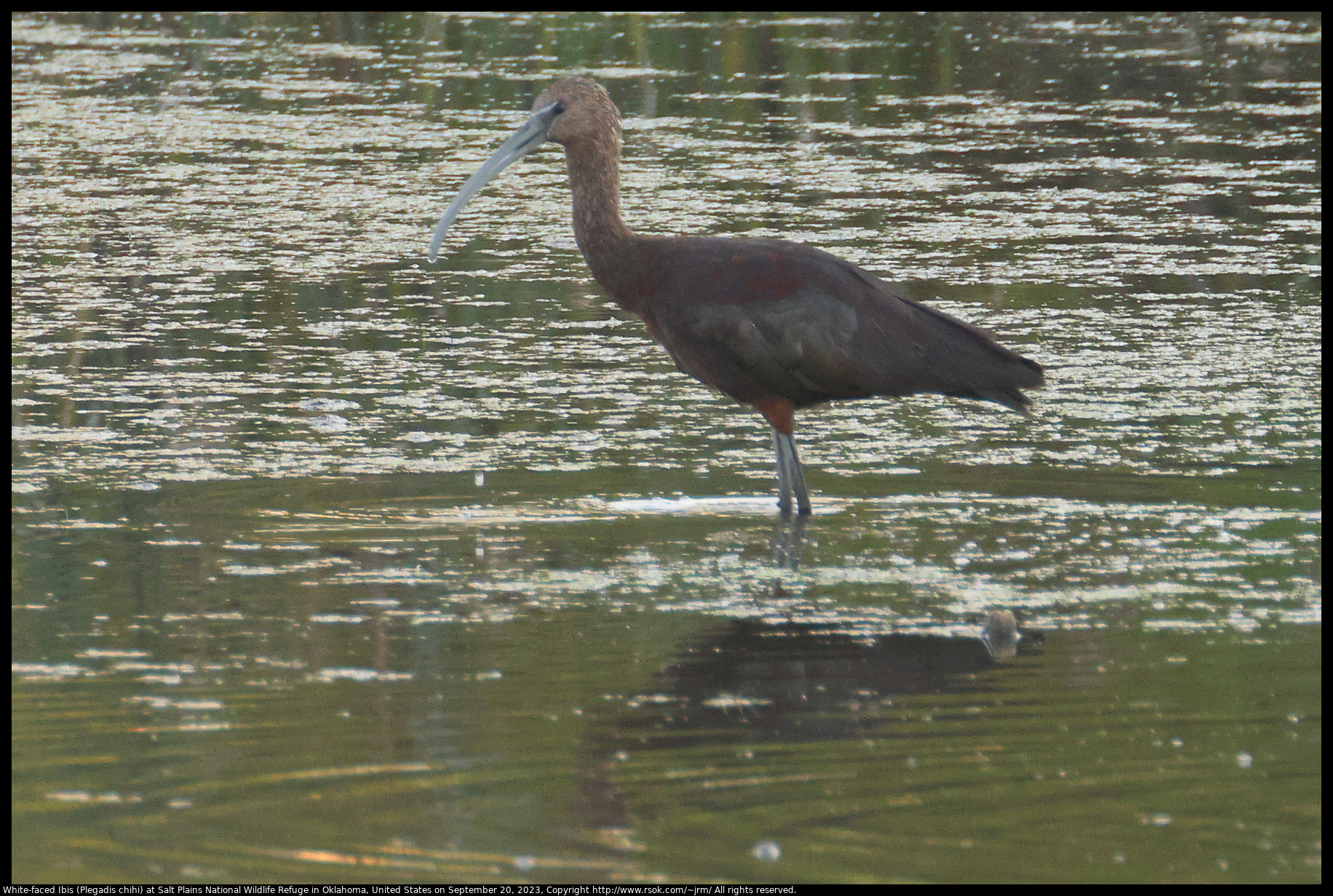 White-faced Ibis (Plegadis chihi) at Salt Plains National Wildlife Refuge in Oklahoma, United States on September 20, 2023