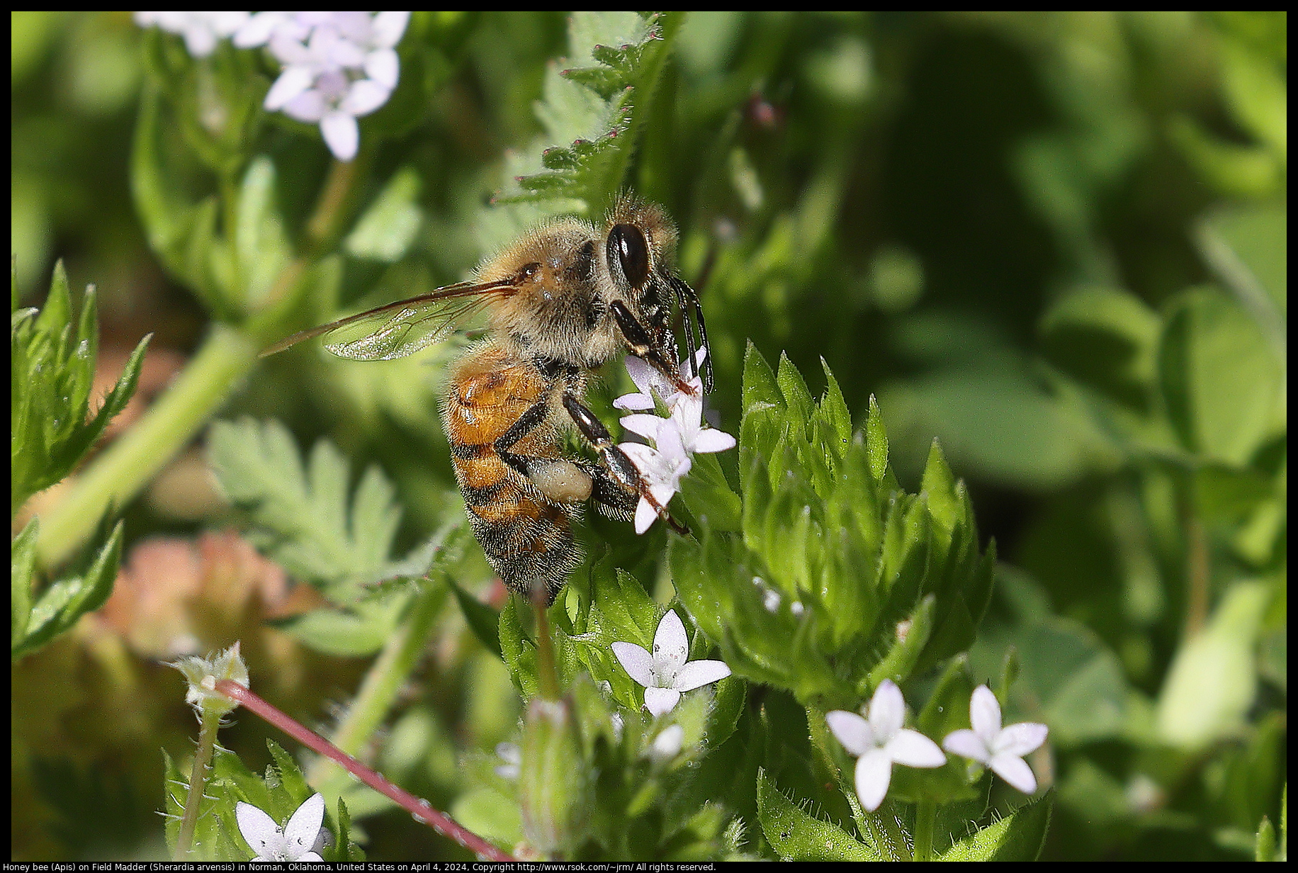 Honey bee (Apis) on Field Madder (Sherardia arvensis) in Norman, Oklahoma, United States on April 4, 2024