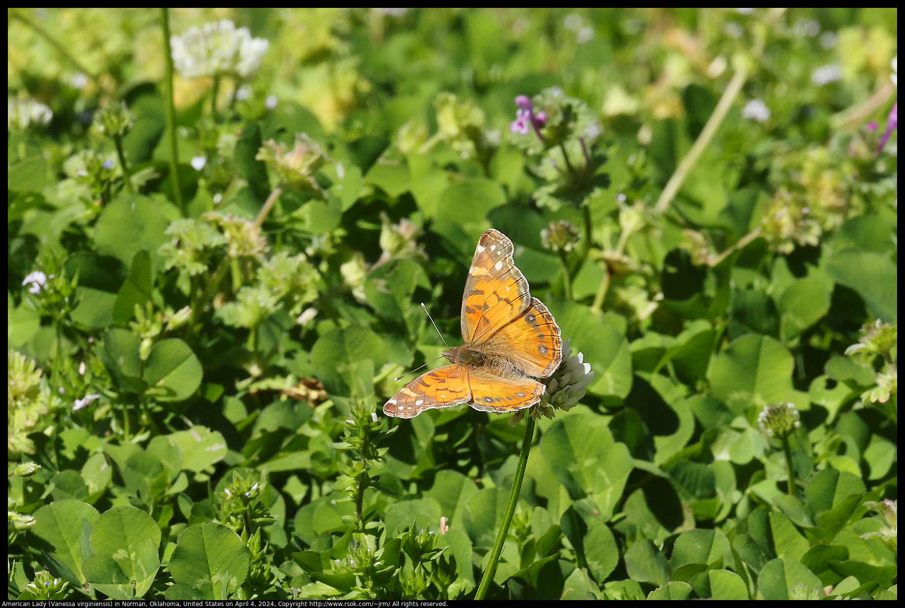 American Lady (Vanessa virginiensis) in Norman, Oklahoma, United States on April 4, 2024