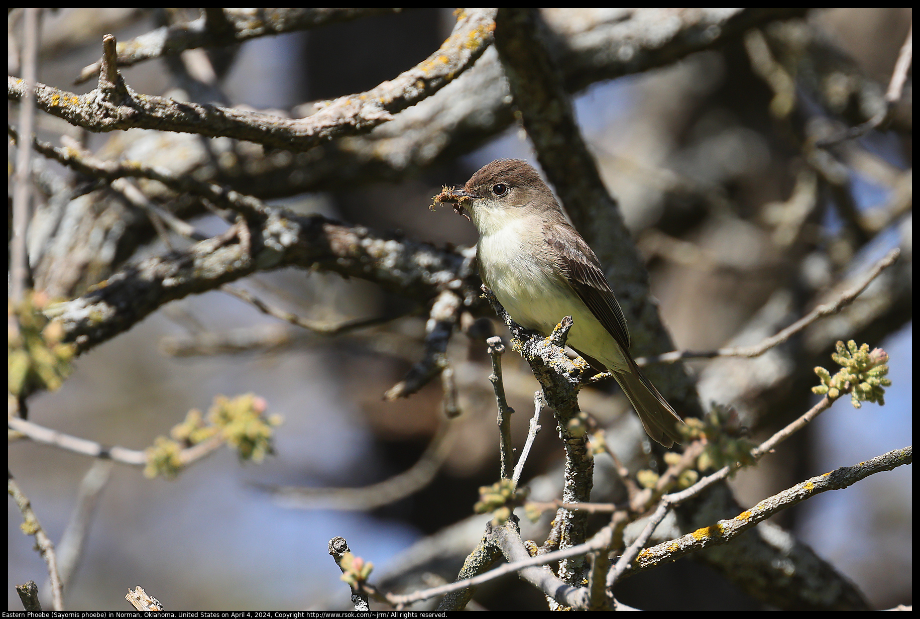 Eastern Phoebe (Sayornis phoebe) in Norman, Oklahoma, United States on April 4, 2024