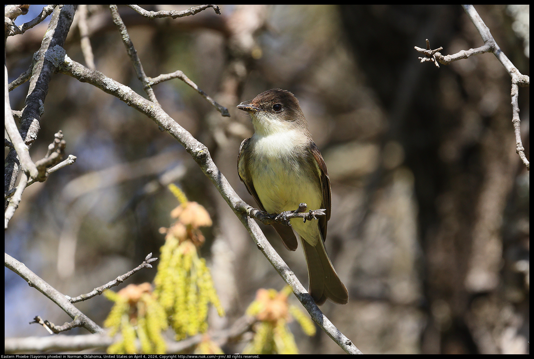 Eastern Phoebe (Sayornis phoebe) in Norman, Oklahoma, United States on April 4, 2024