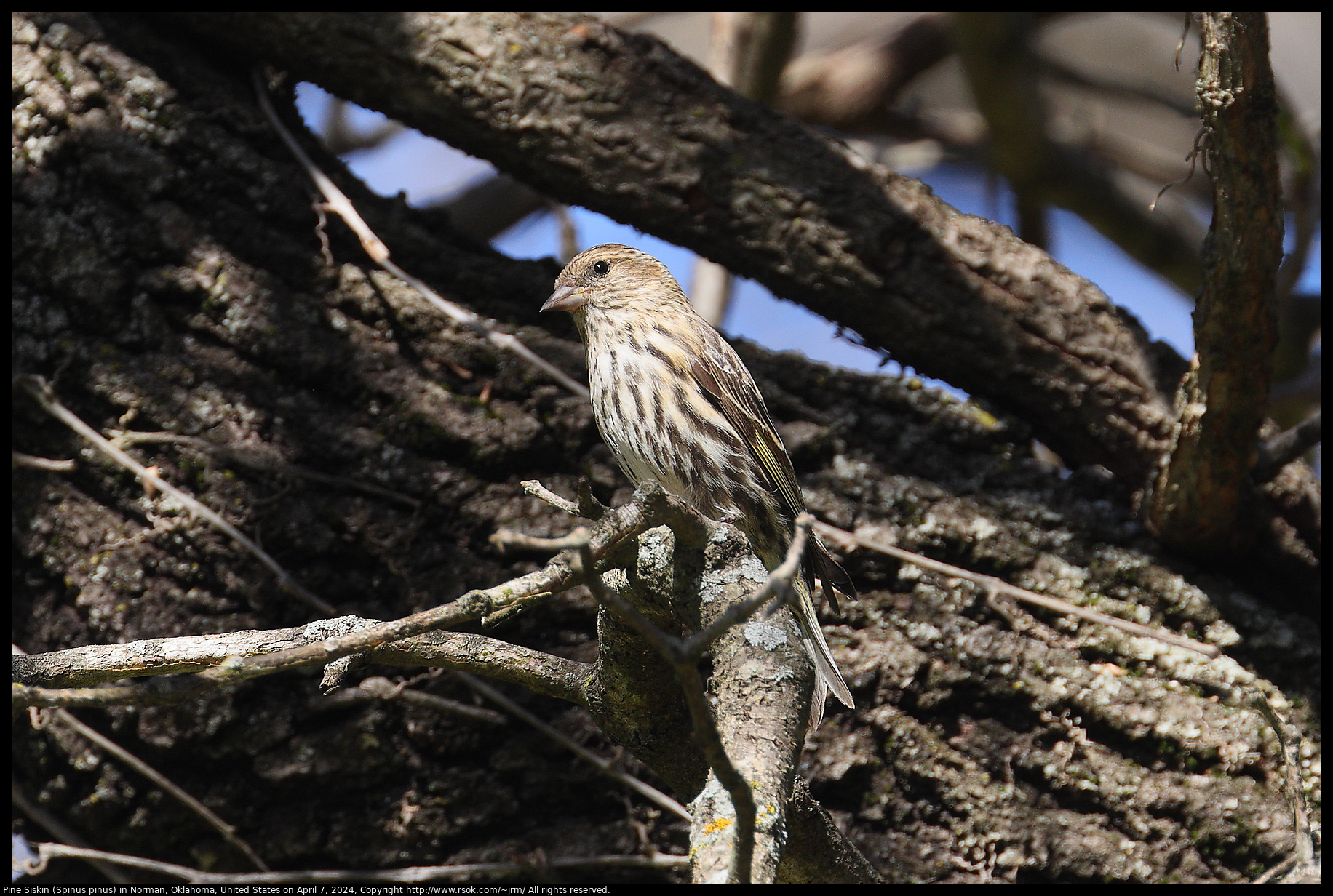 Pine Siskin (Spinus pinus) in Norman, Oklahoma, United States on April 7, 2024