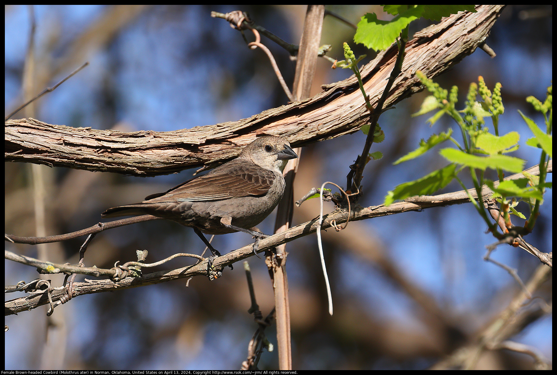 Female Brown-headed Cowbird (Molothrus ater) in Norman, Oklahoma, United States on April 13, 2024