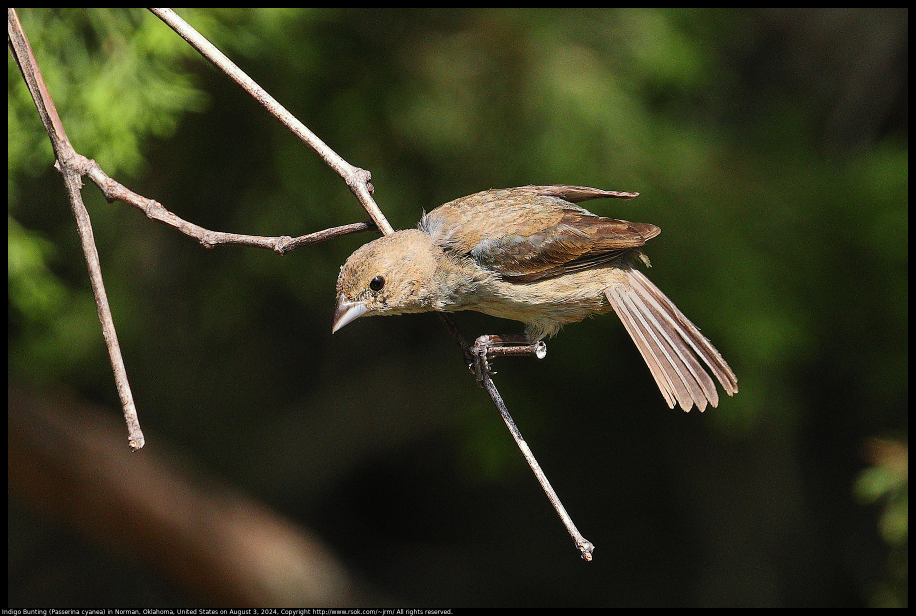 Indigo Bunting (Passerina cyanea) in Norman, Oklahoma, United States on August 3, 2024