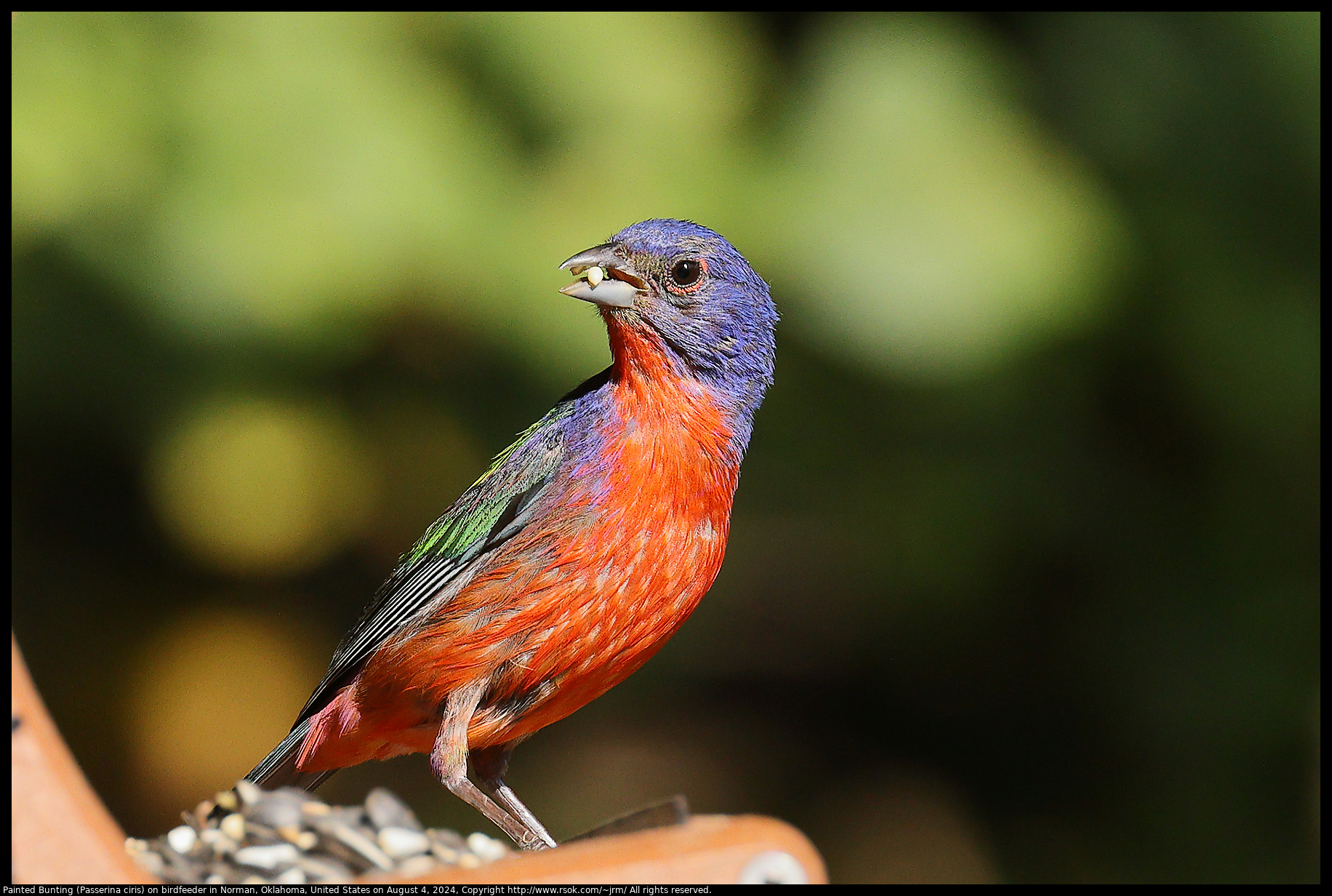 Painted Bunting (Passerina ciris) on birdfeeder in Norman, Oklahoma, United States on August 4, 2024