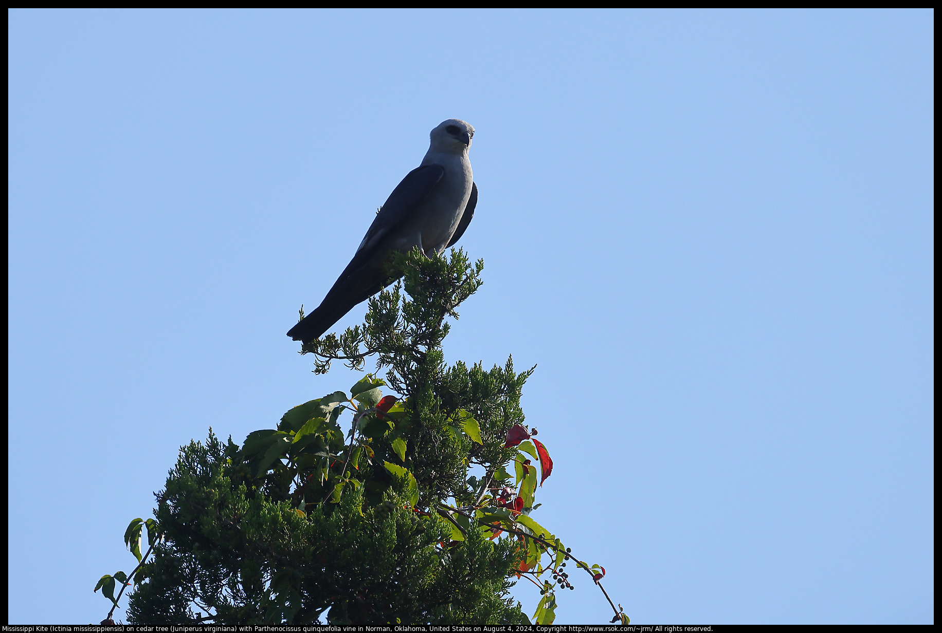 Mississippi Kite (Ictinia mississippiensis) on cedar tree (Juniperus virginiana) with Parthenocissus quinquefolia vine in Norman, Oklahoma, United States on August 4, 2024