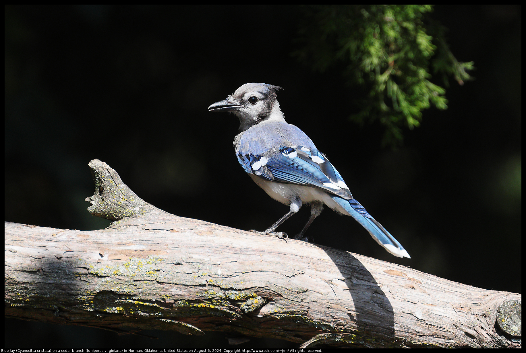 Blue Jay (Cyanocitta cristata) on a cedar branch (Juniperus virginiana) in Norman, Oklahoma, United States on August 6, 2024