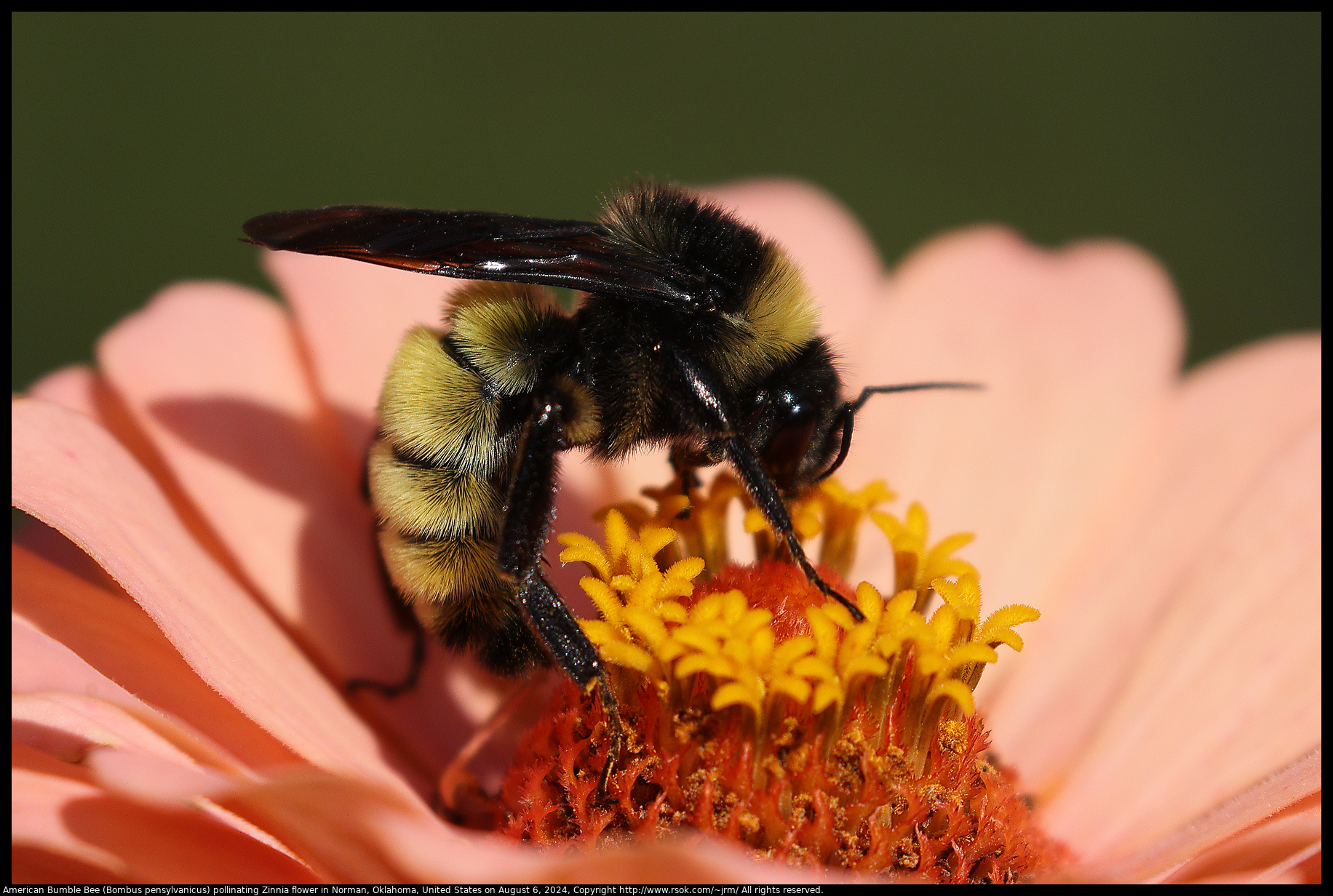 American Bumble Bee (Bombus pensylvanicus) pollinating Zinnia flower in Norman, Oklahoma, United States on August 6, 2024