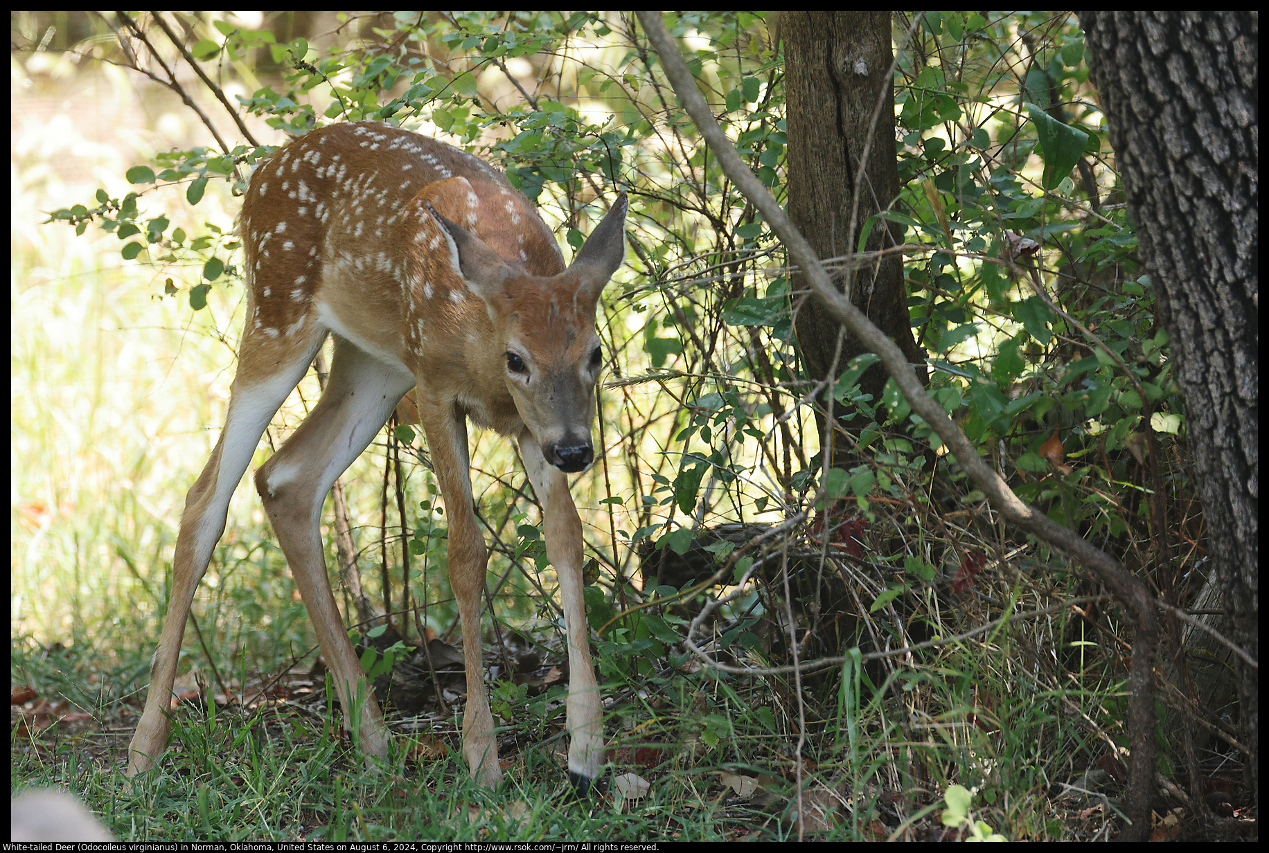 White-tailed Deer (Odocoileus virginianus) in Norman, Oklahoma, United States on August 6, 2024