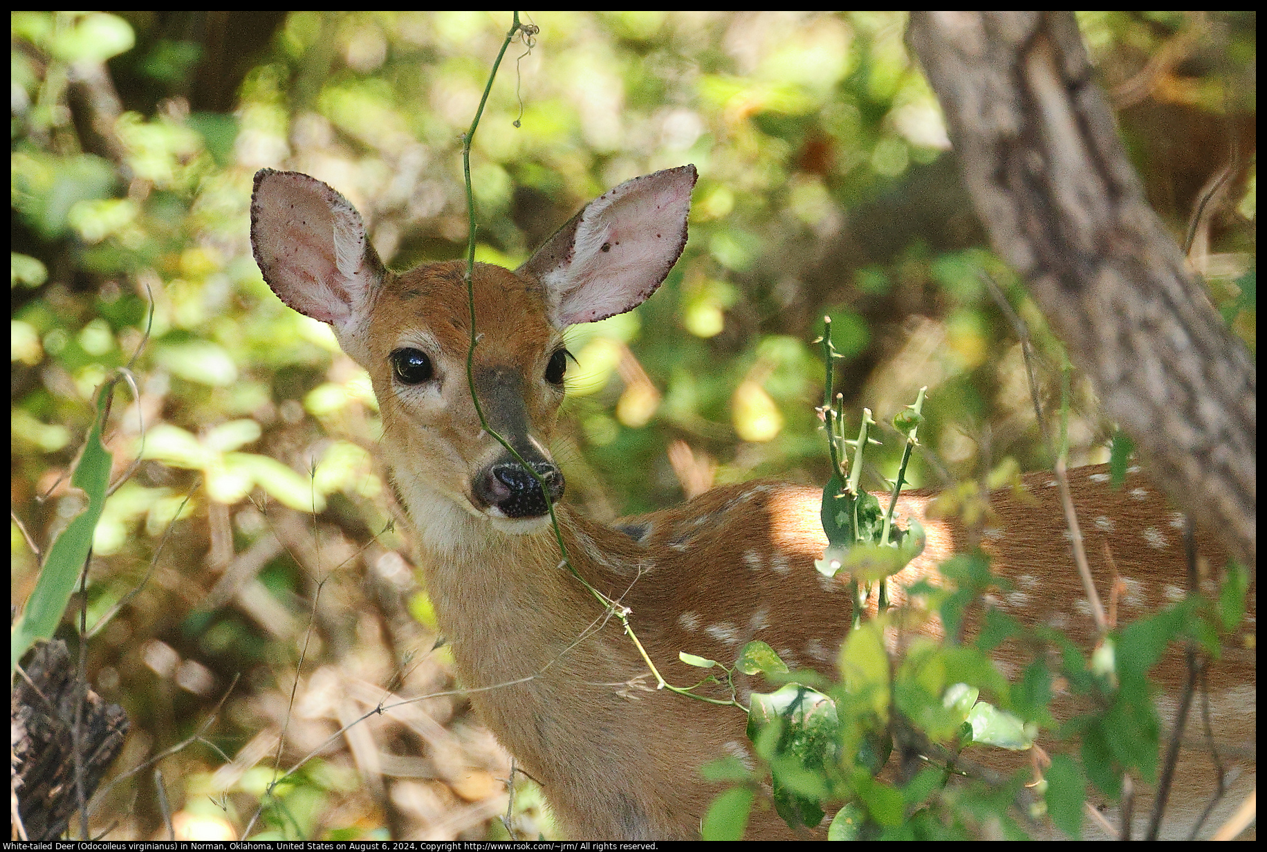 White-tailed Deer (Odocoileus virginianus) in Norman, Oklahoma, United States on August 6, 2024