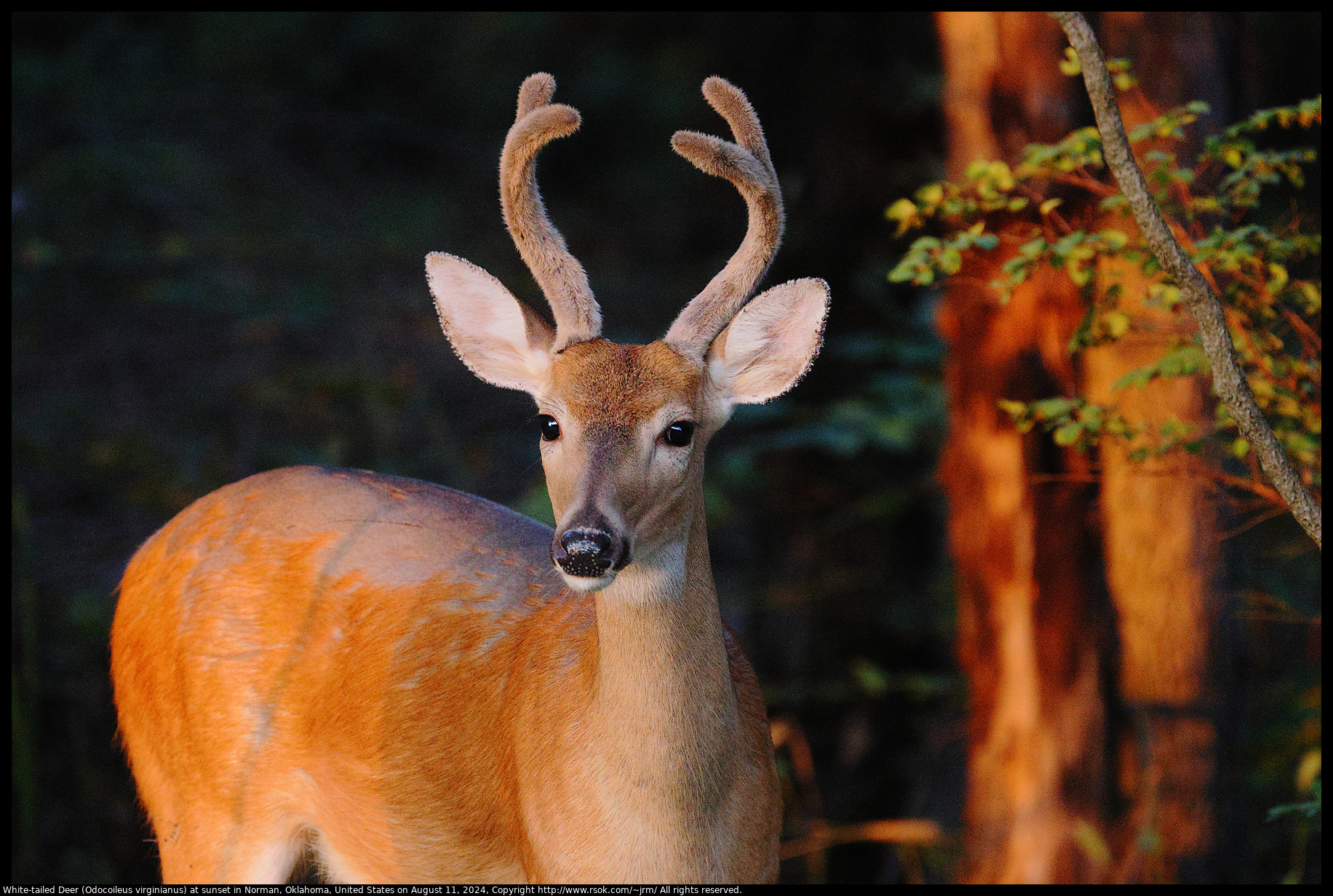 White-tailed Deer (Odocoileus virginianus) at sunset in Norman, Oklahoma, United States on August 11, 2024